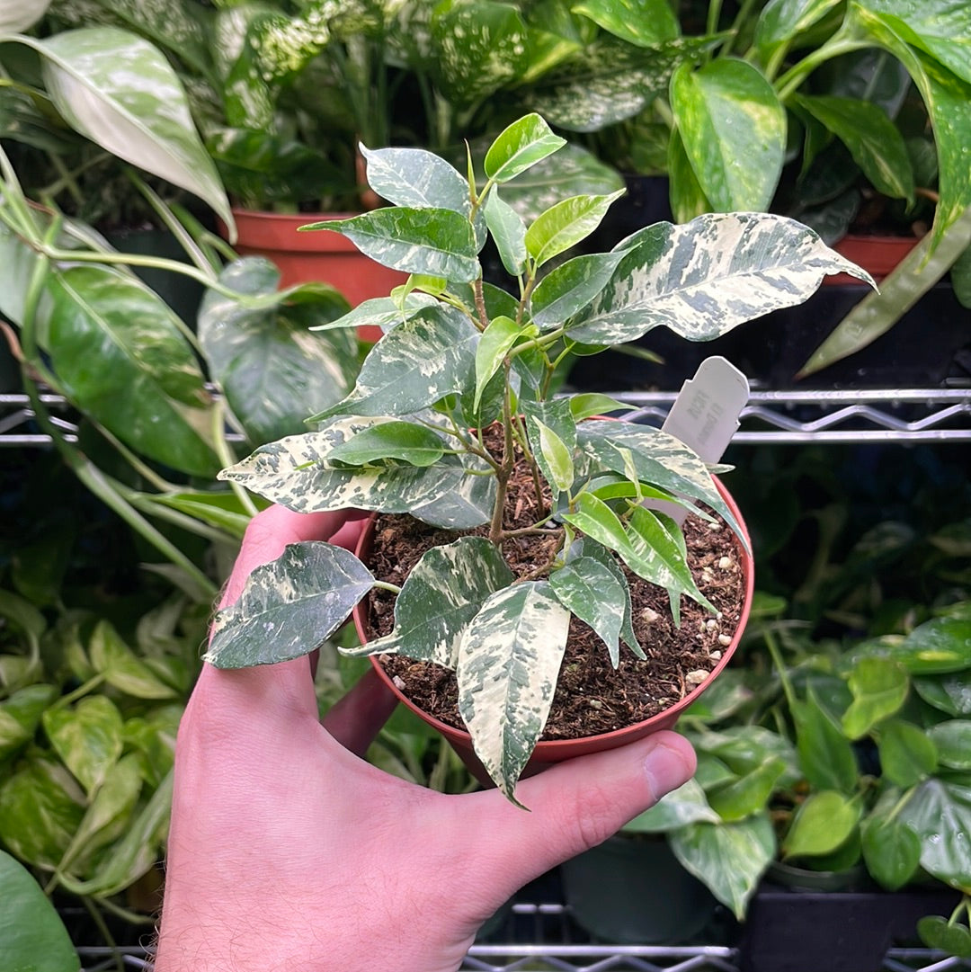 Ficus El Dorado