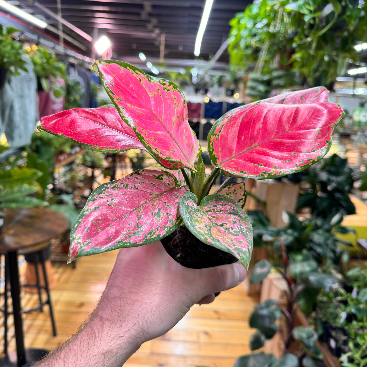 Aglaonema Red Valentine