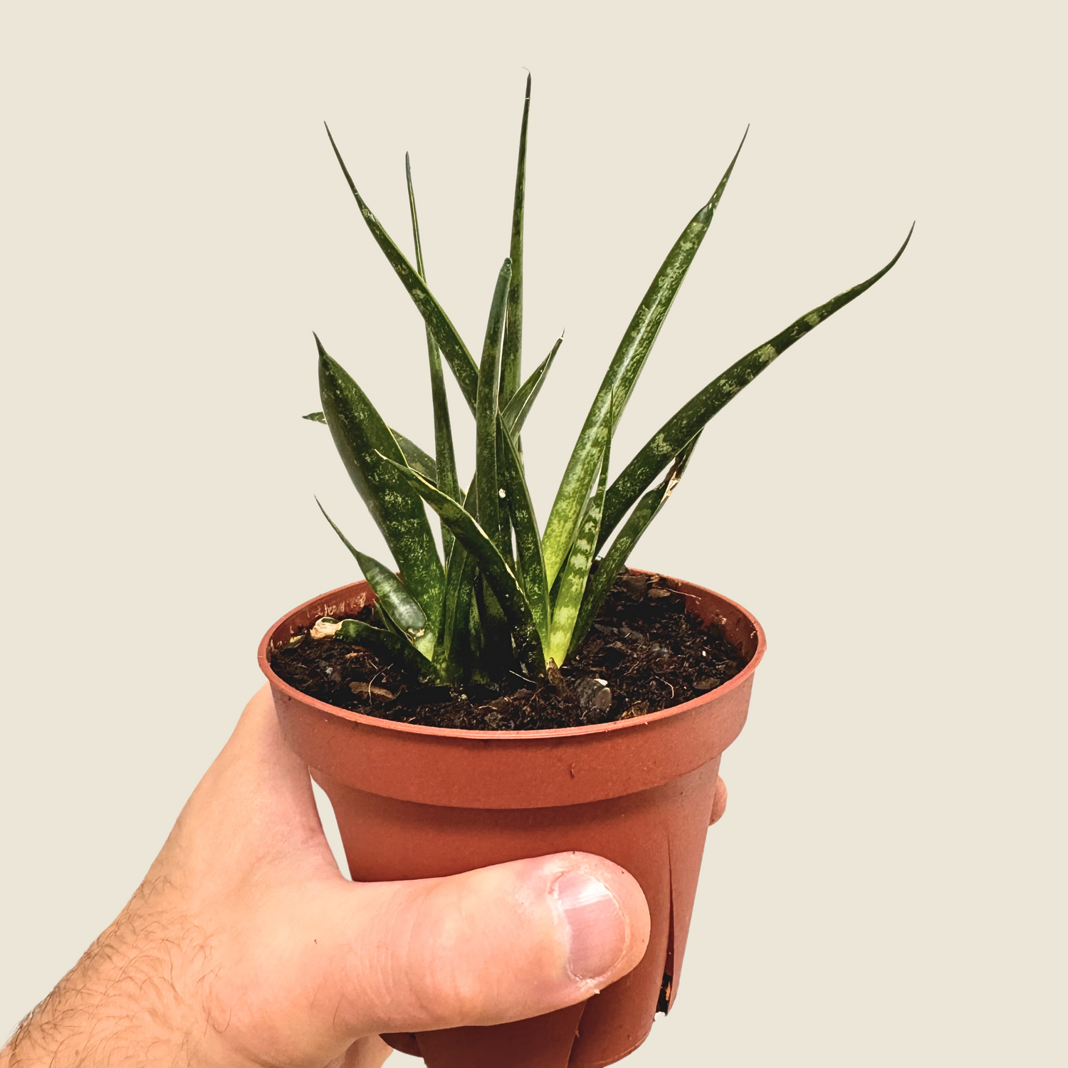 Sansevieria Fernwood