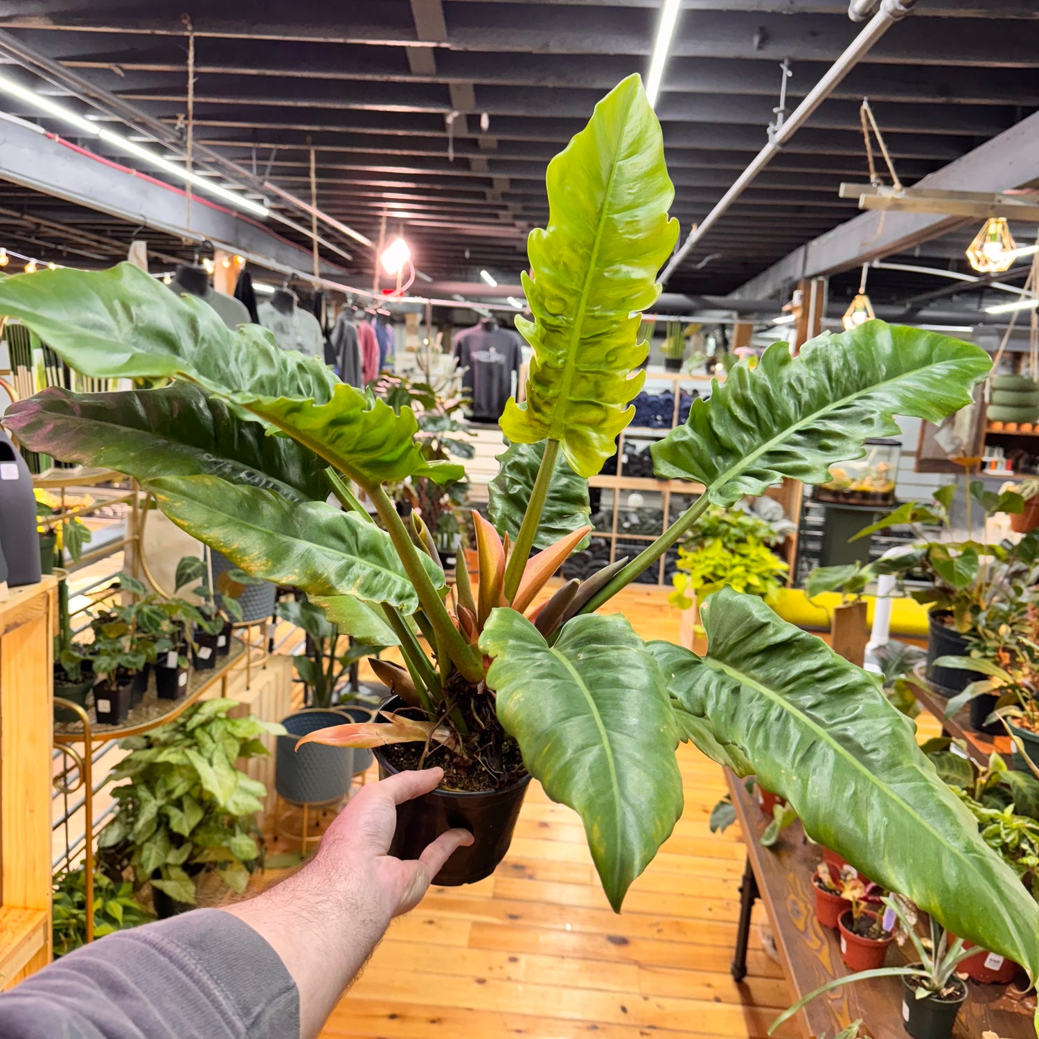 Philodendron Jungle Boogie