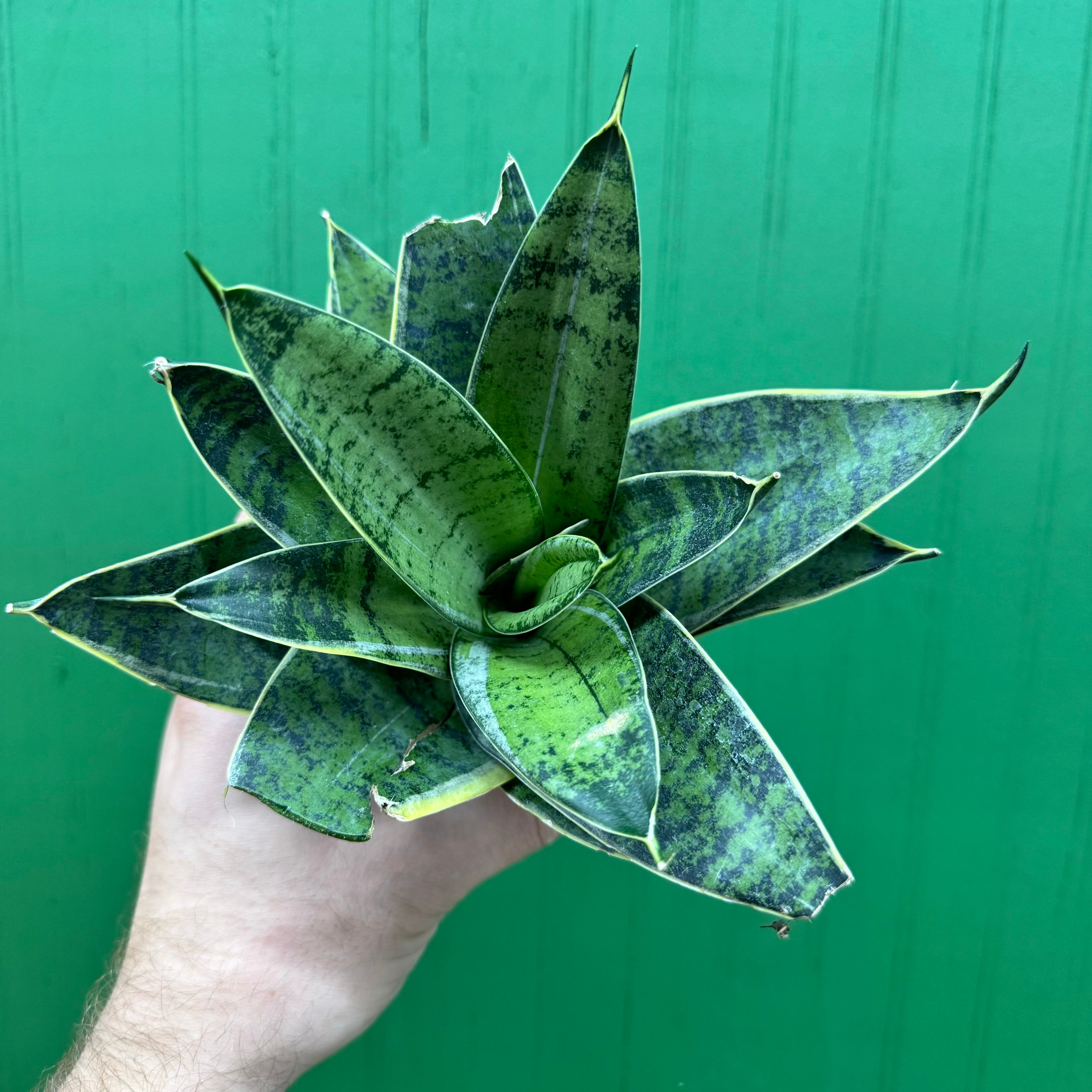 Sansevieria Starlight