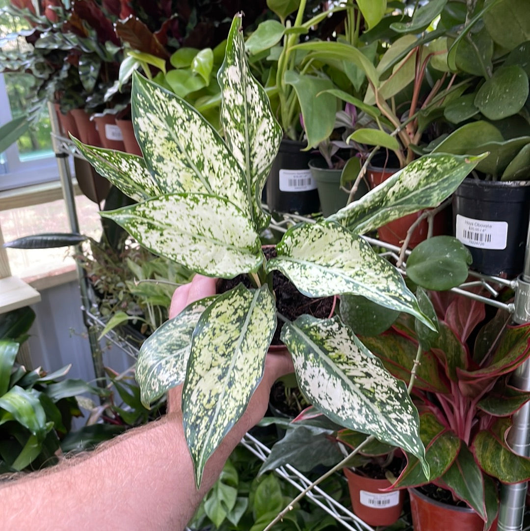 Aglaonema First Diamond