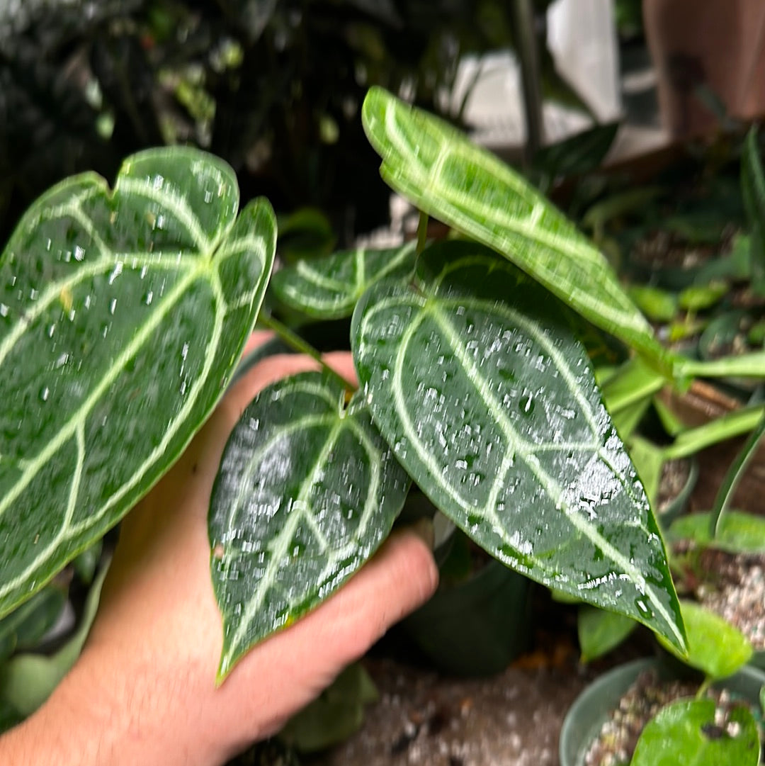 Anthurium SKG Red X Ace Velvet