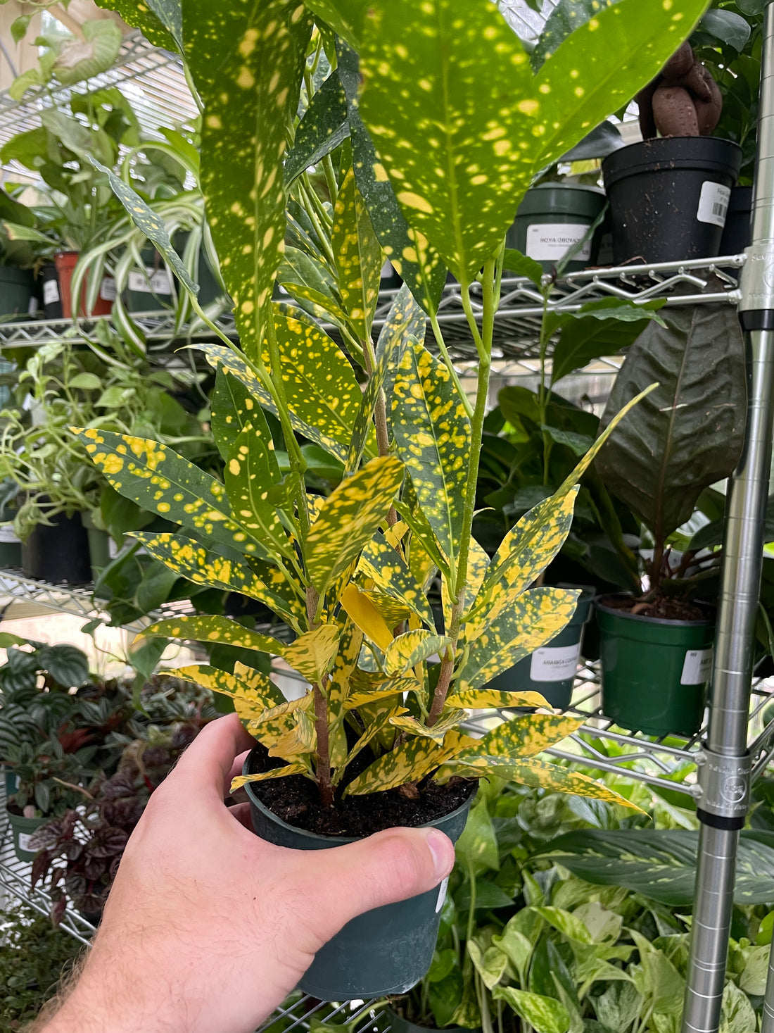 Croton Gold Dust