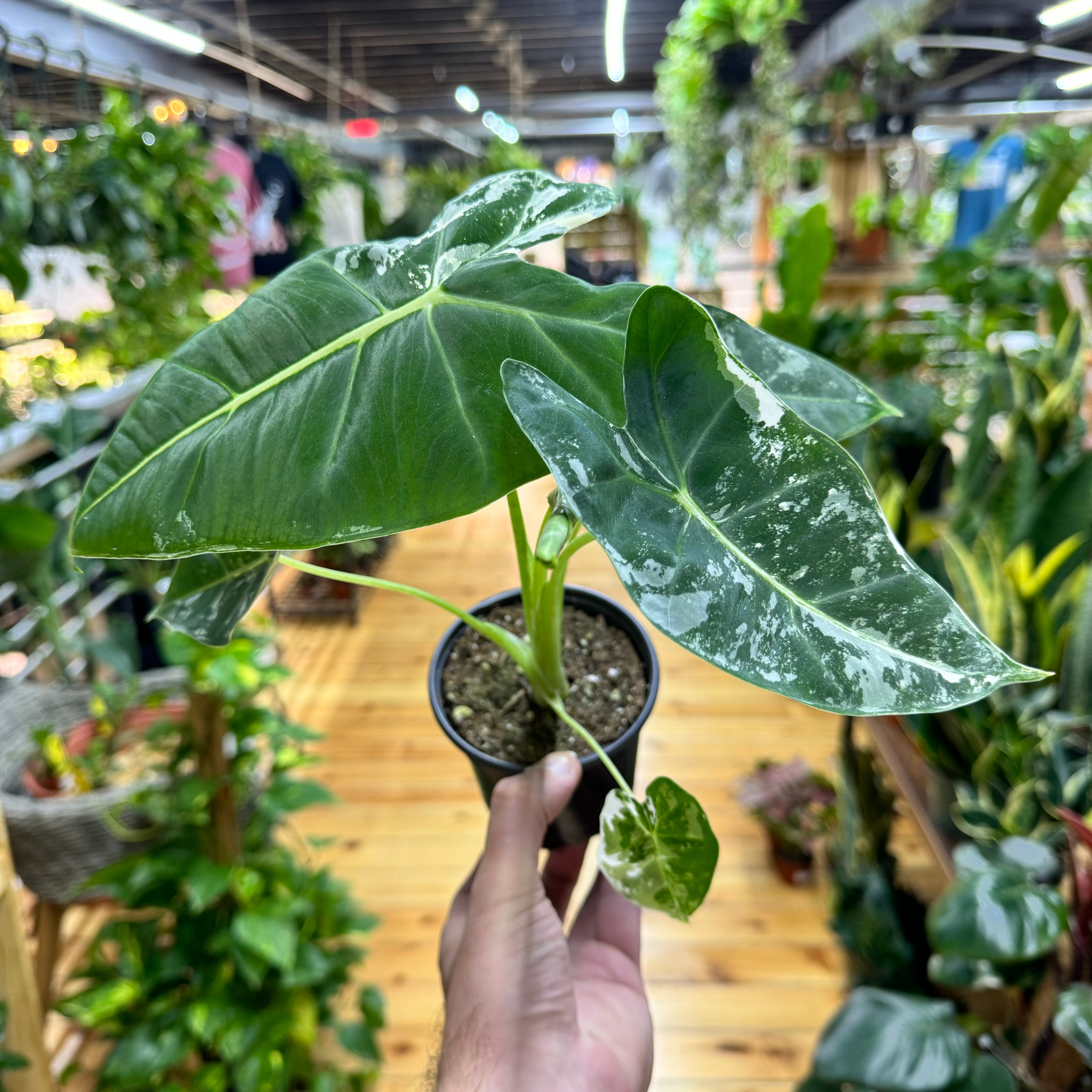 Rare Alocasia purchases variegated plant