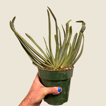 Aloe Fan