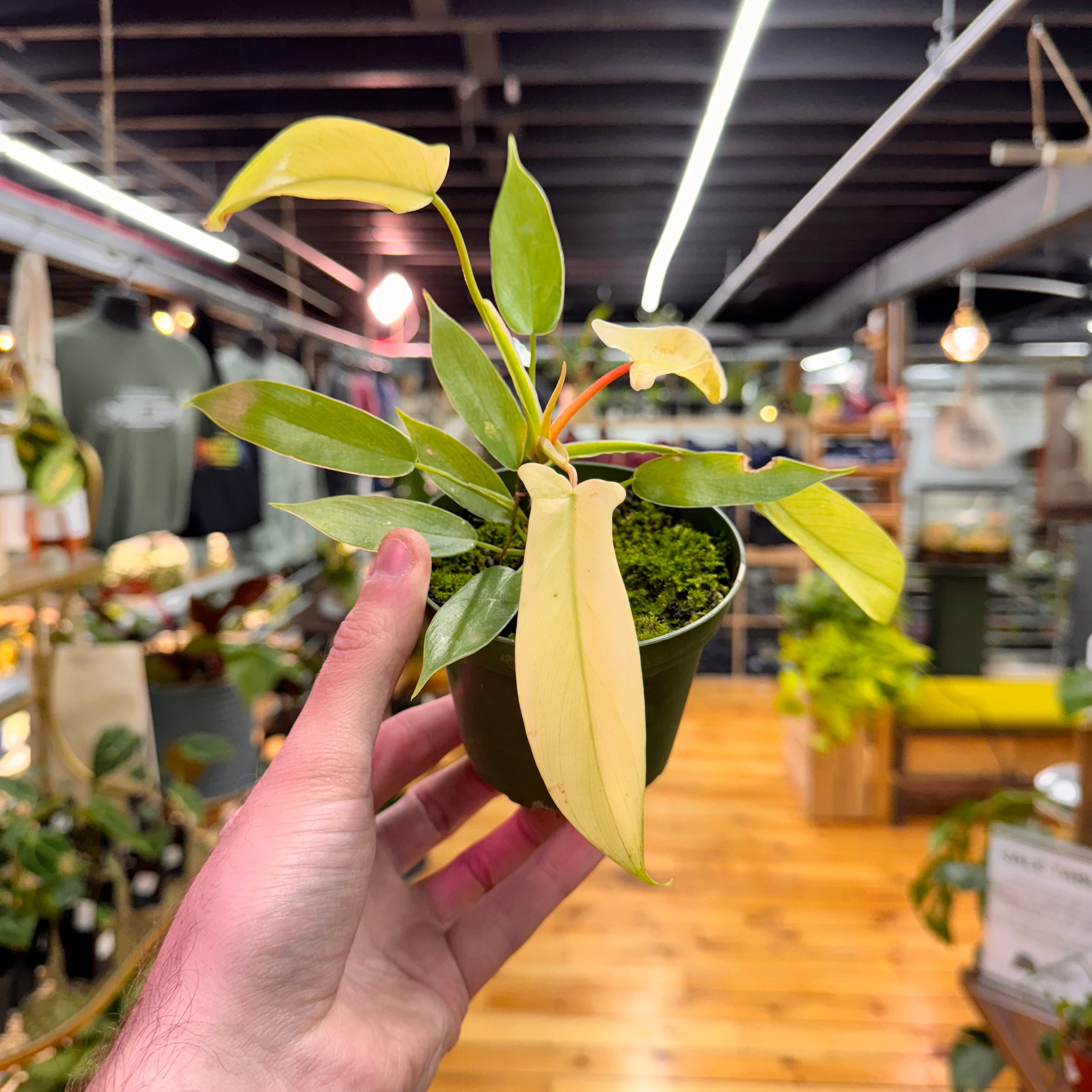 Philodendron Florida Ghost Mint