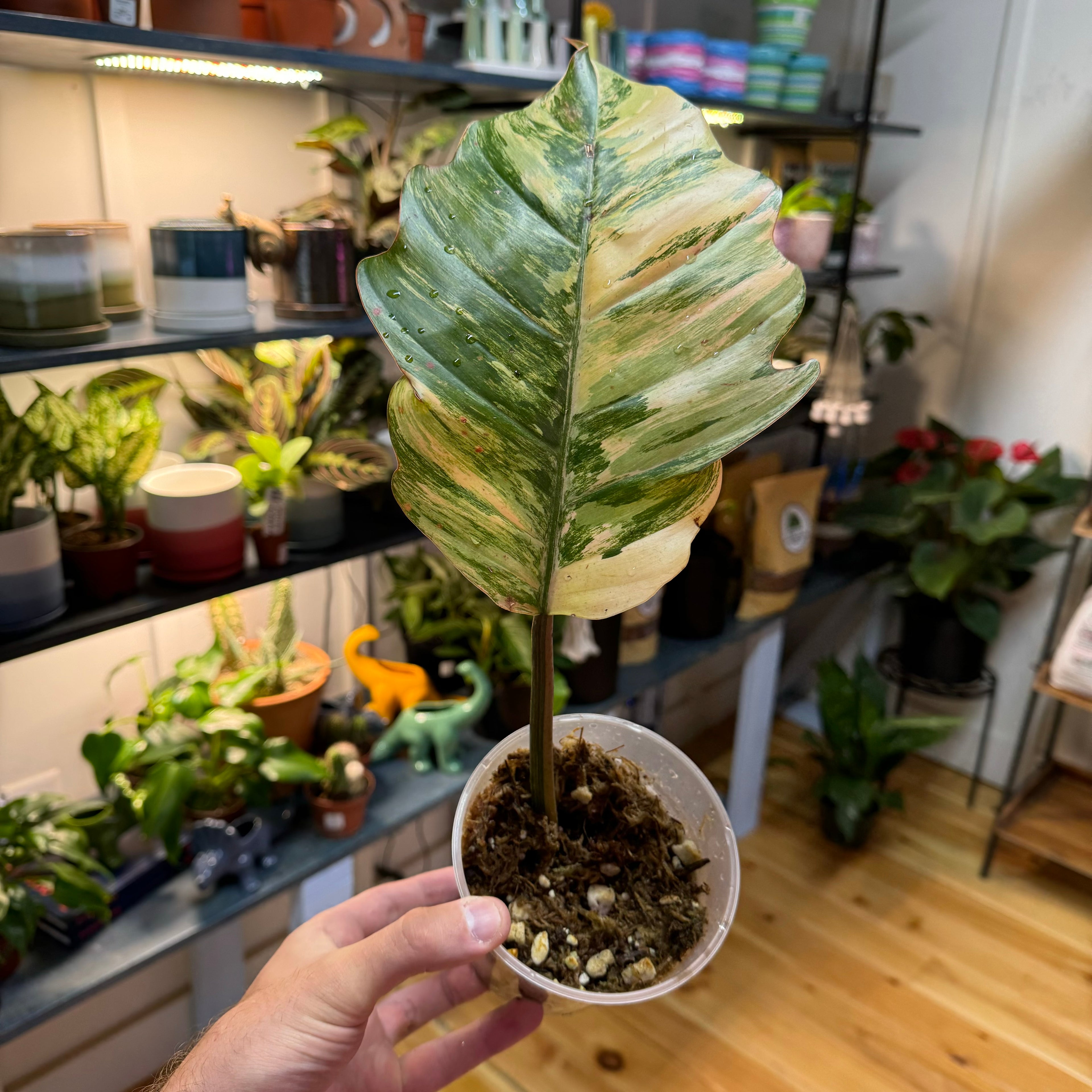 Philodendron Caramel Marble