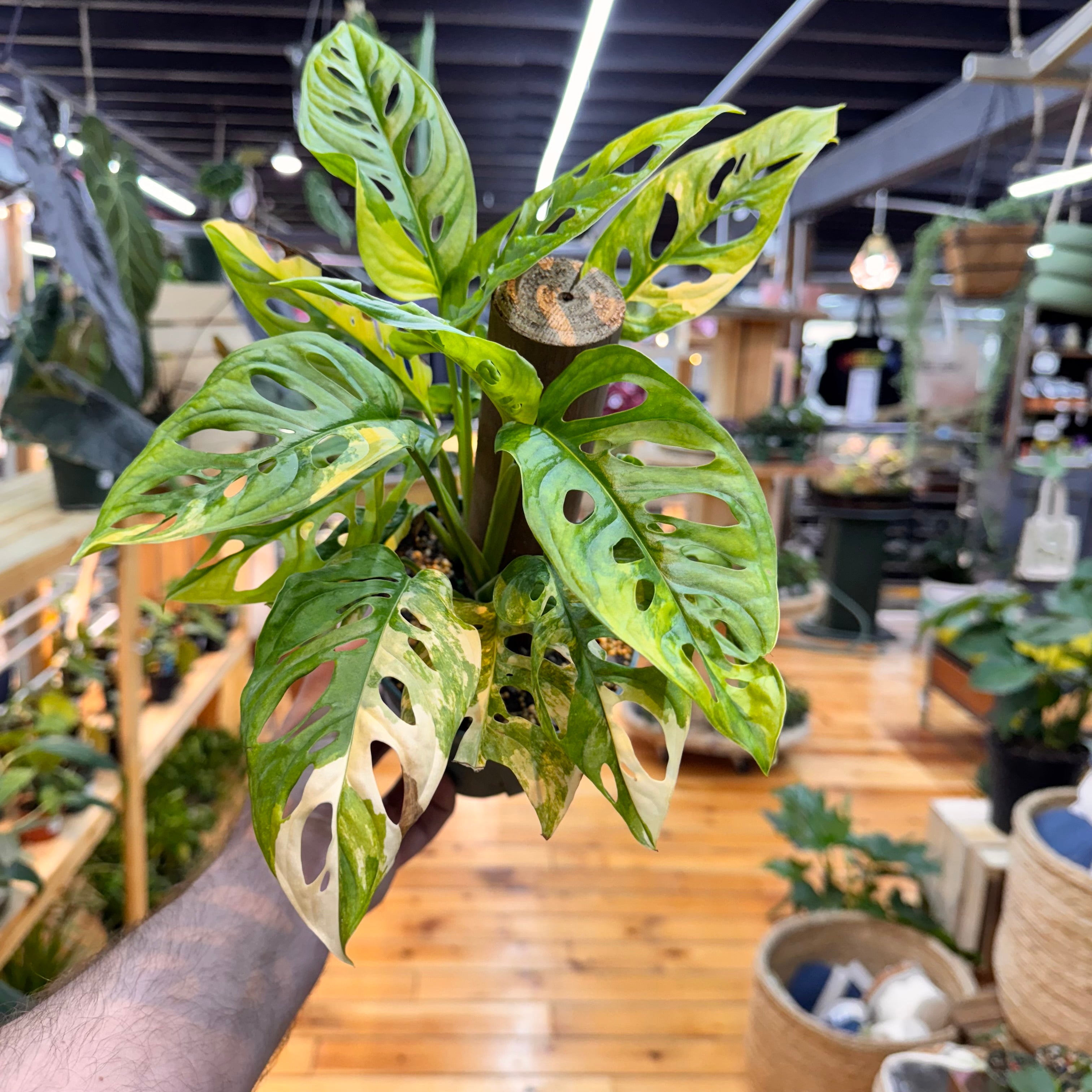 Monstera Adansonii Variegated