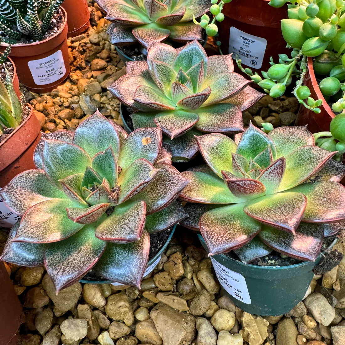 Echeveria Purpusorum