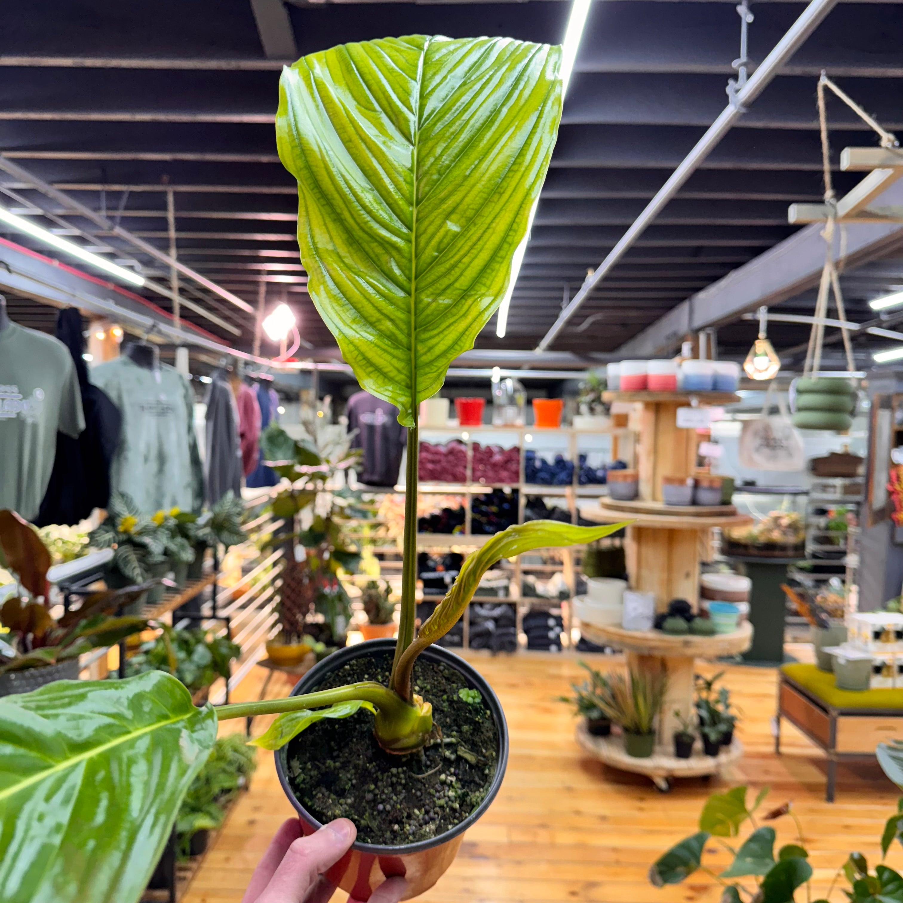 Tacca Chantrieri ‘White Bat’