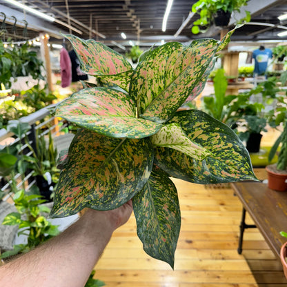 Aglaonema Green Papaya