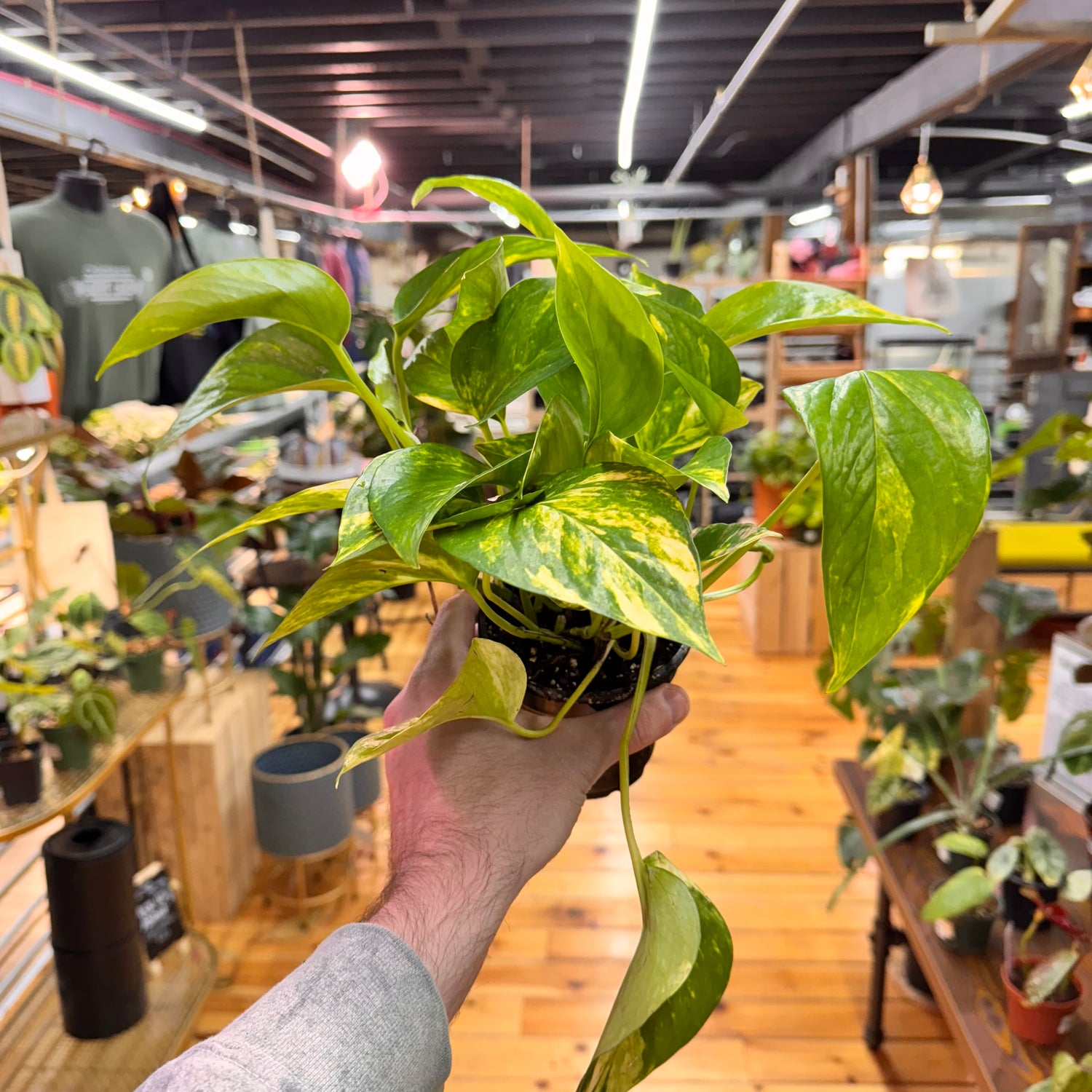 Pothos Golden