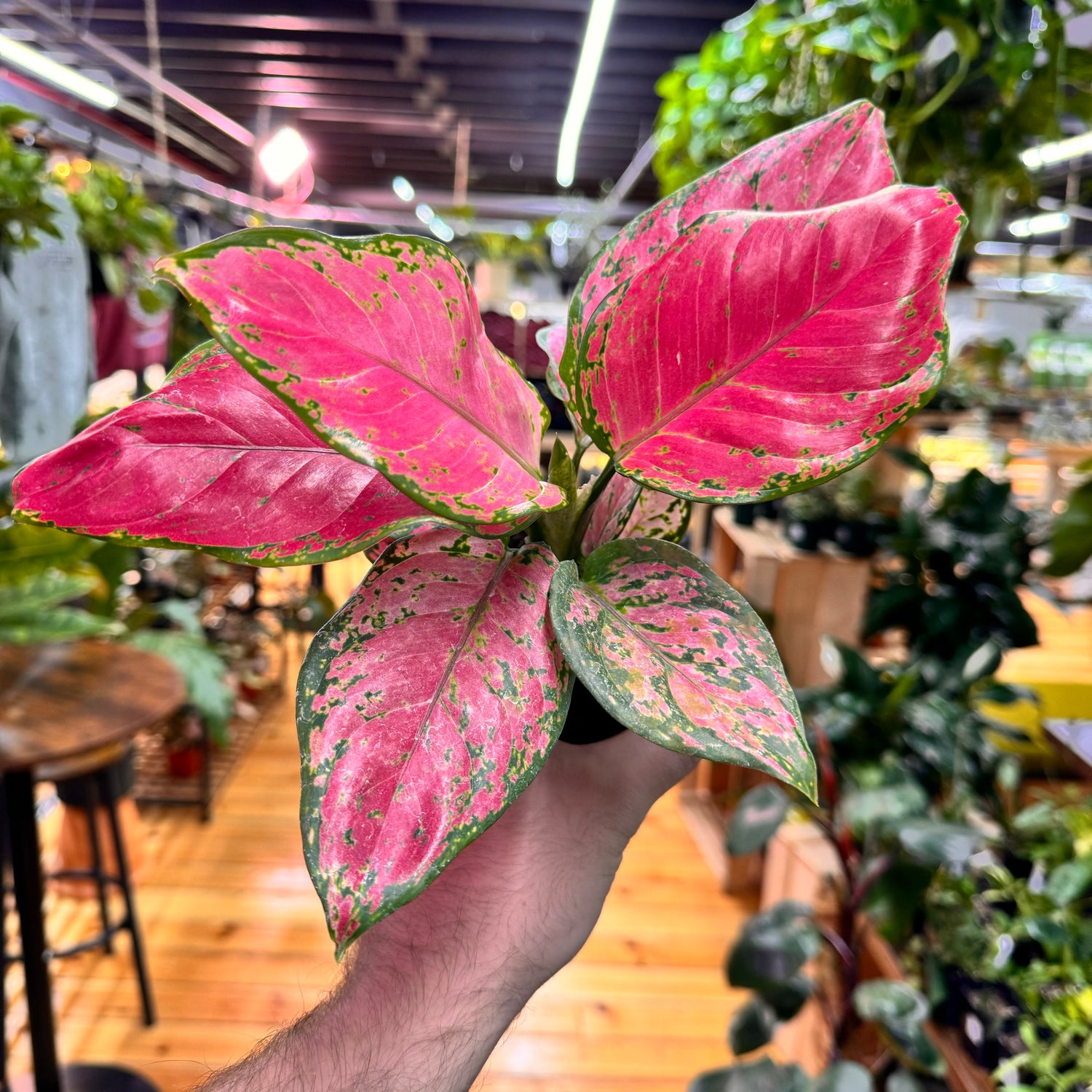 Aglaonema Red Valentine