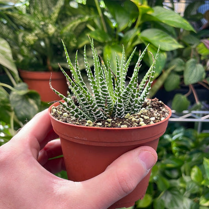 Haworthia Zebra Succulent