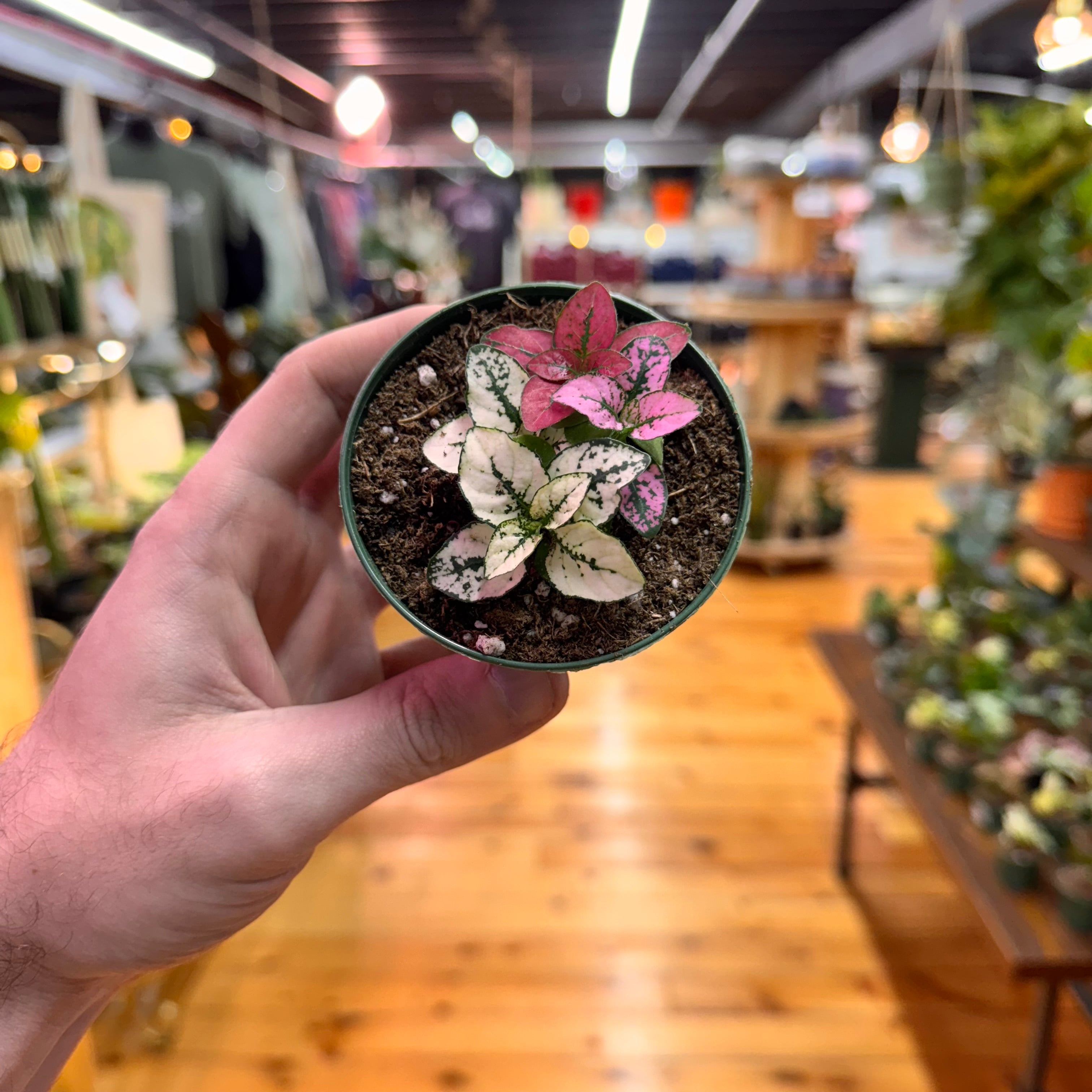 Hypoestes Polka Dot