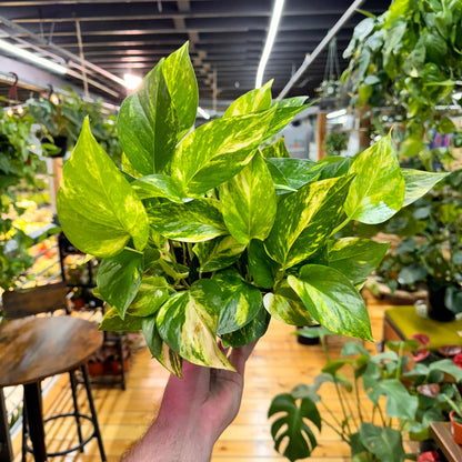 Pothos Hawaiian