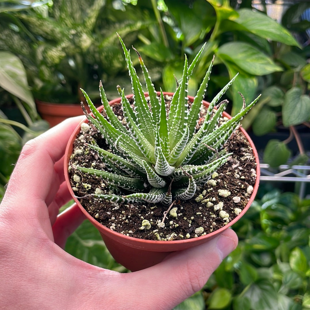 Haworthia Zebra Succulent