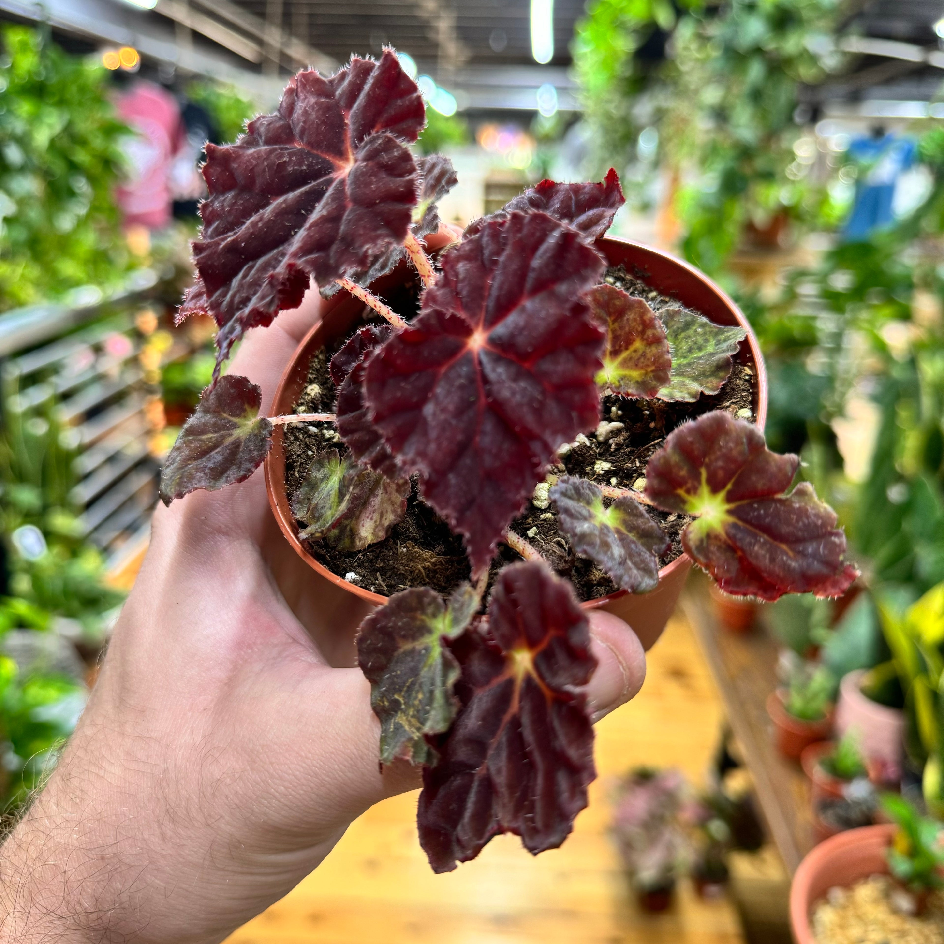 Begonia Madam O&