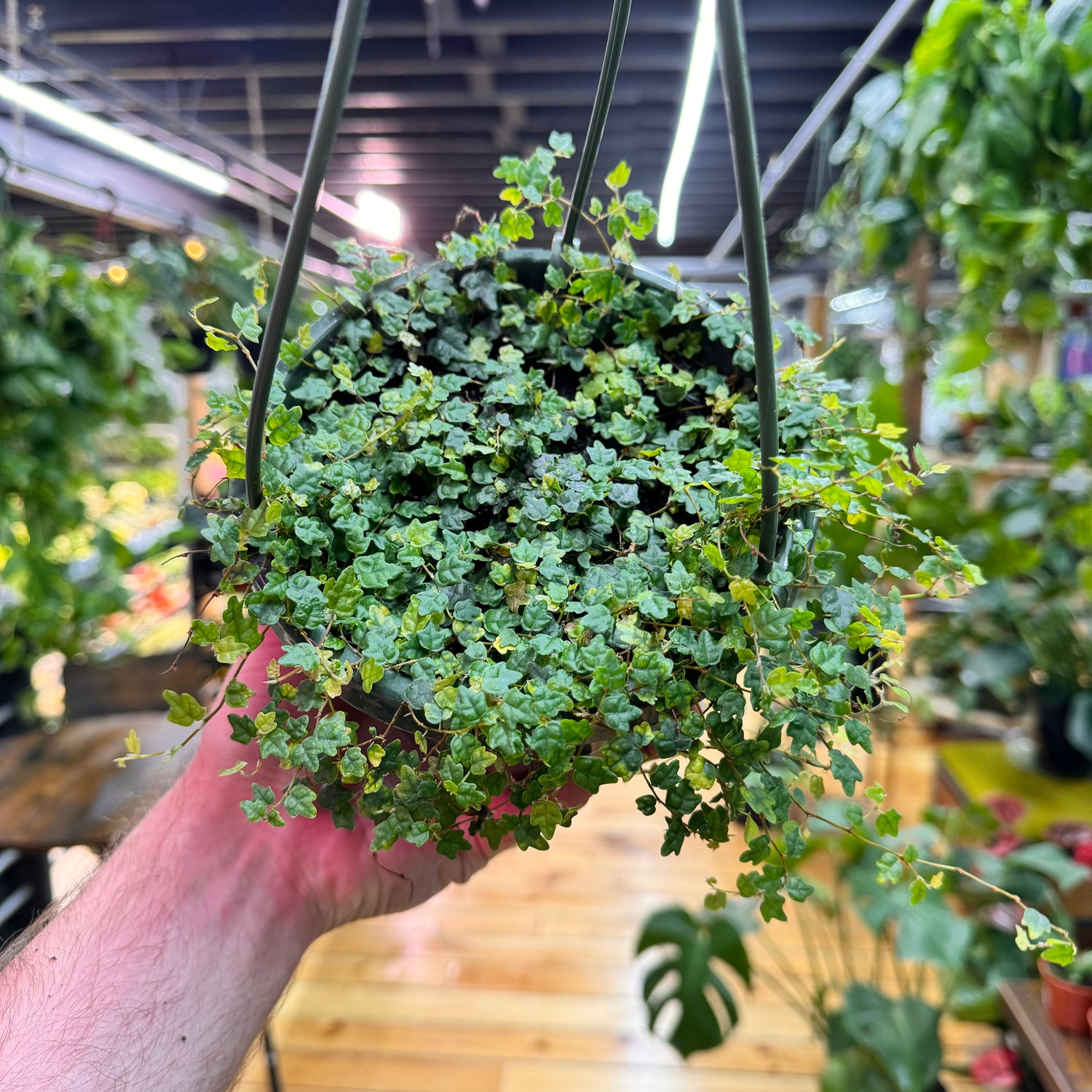 String of Frogs Hanging Basket Live Plant