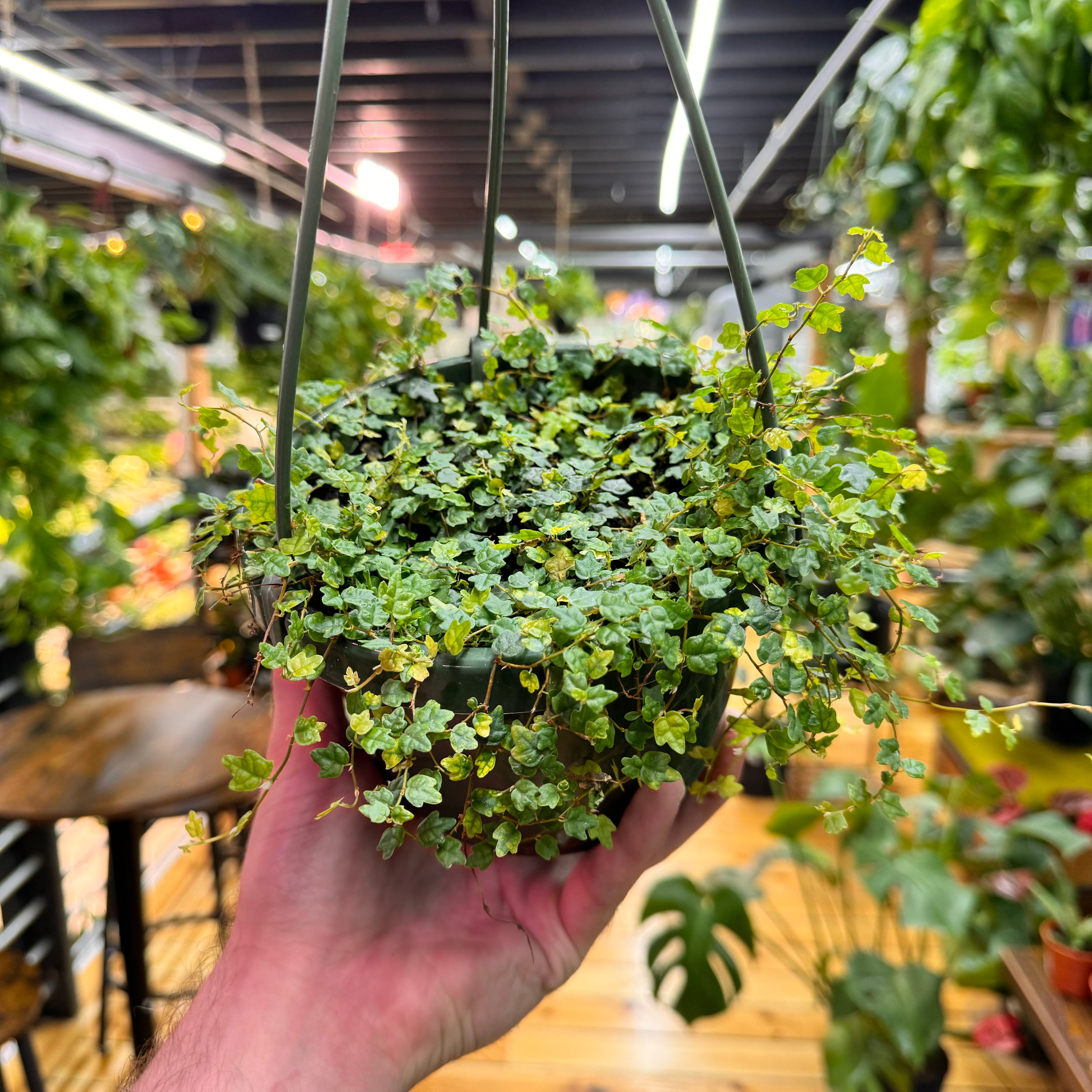 String of Frogs Hanging Basket Live Plant