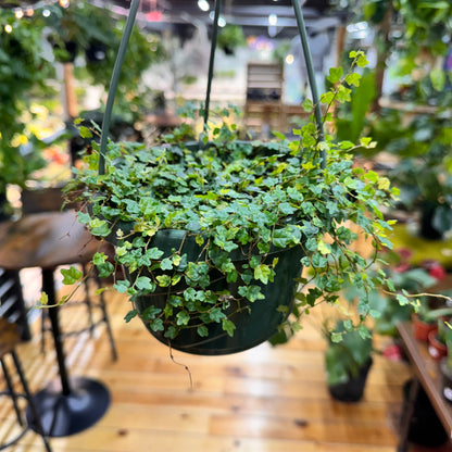 String of Frogs Hanging Basket Live Plant