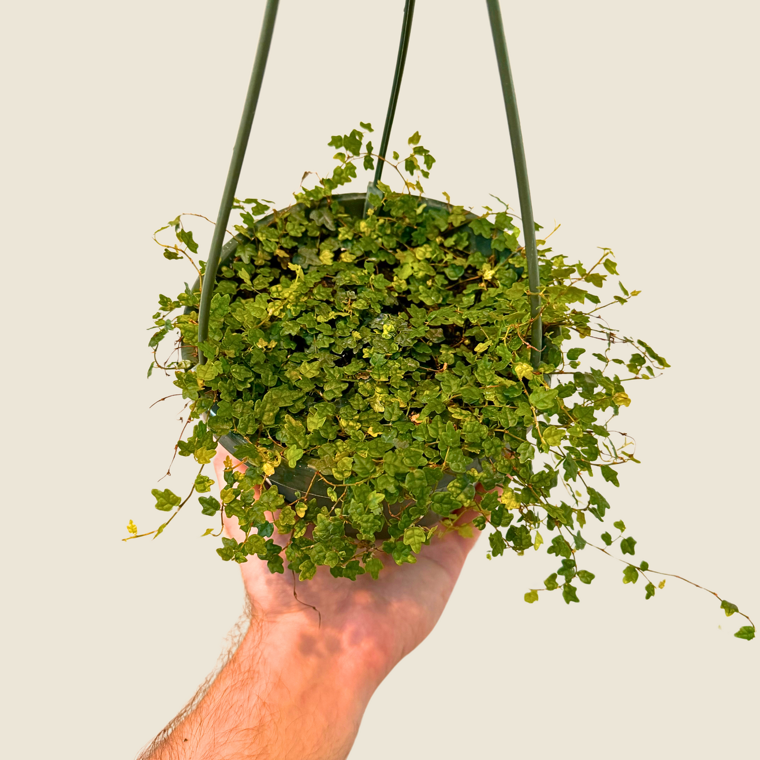 String of Frogs Hanging Basket Live Plant