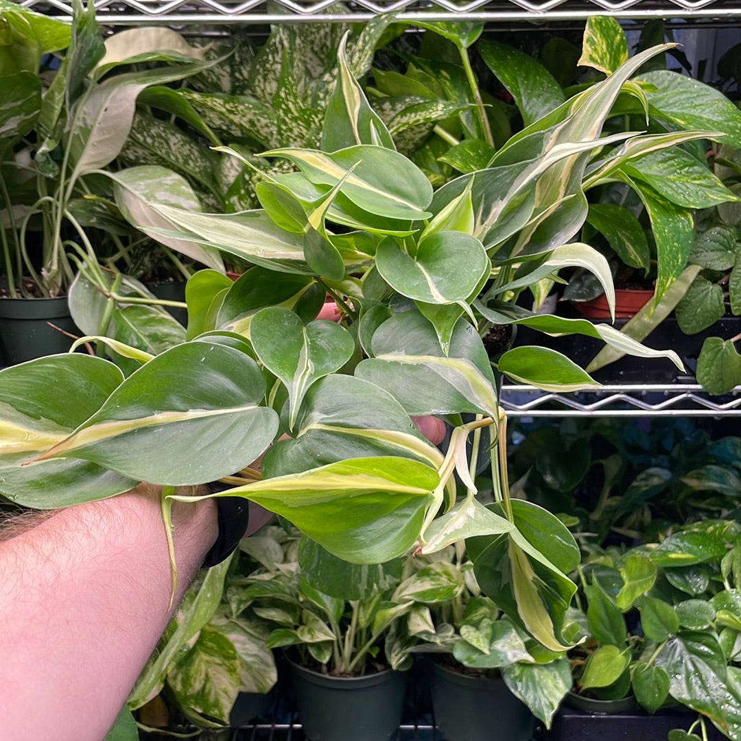 Philodendron Silver Stripe