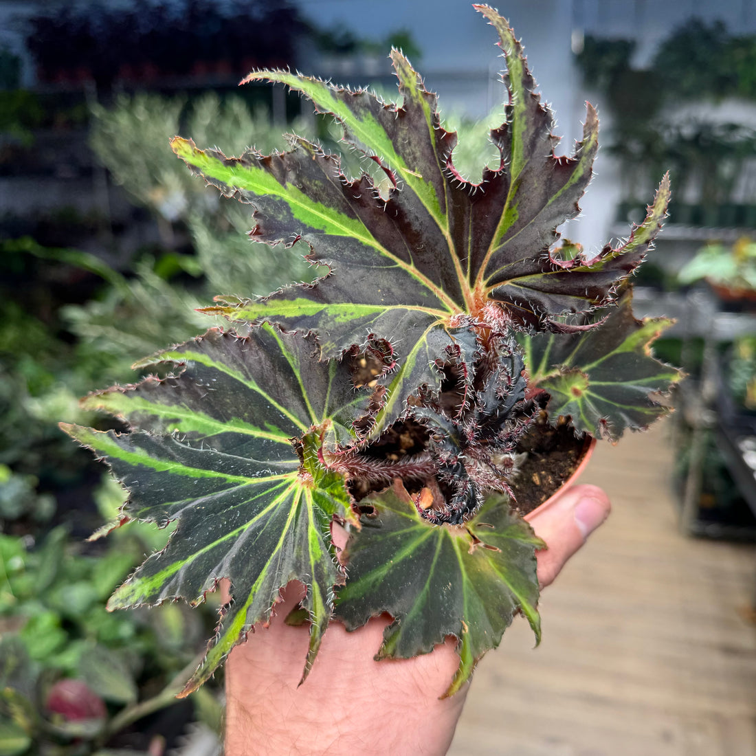 Begonia Breakdance