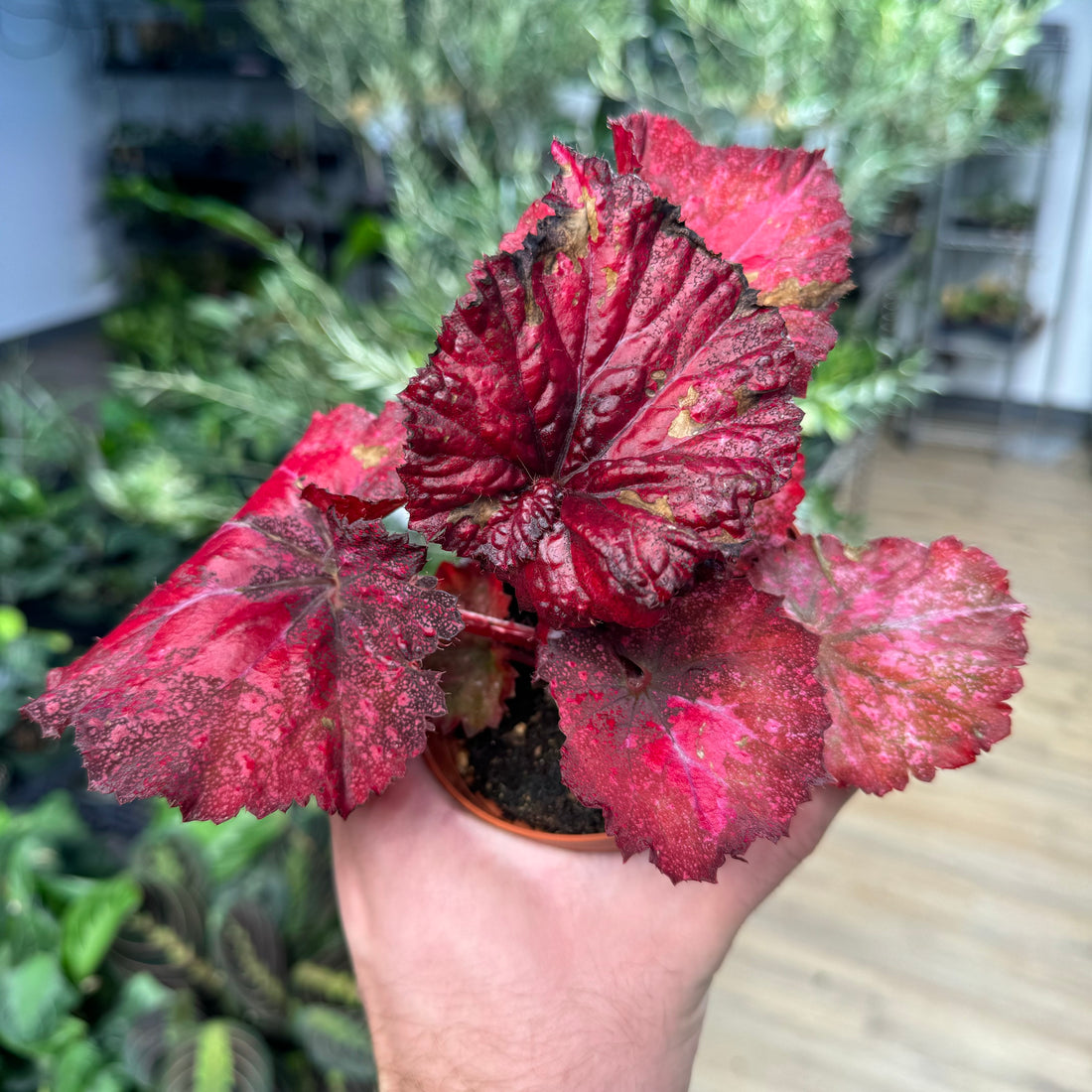 Begonia Love Hurts