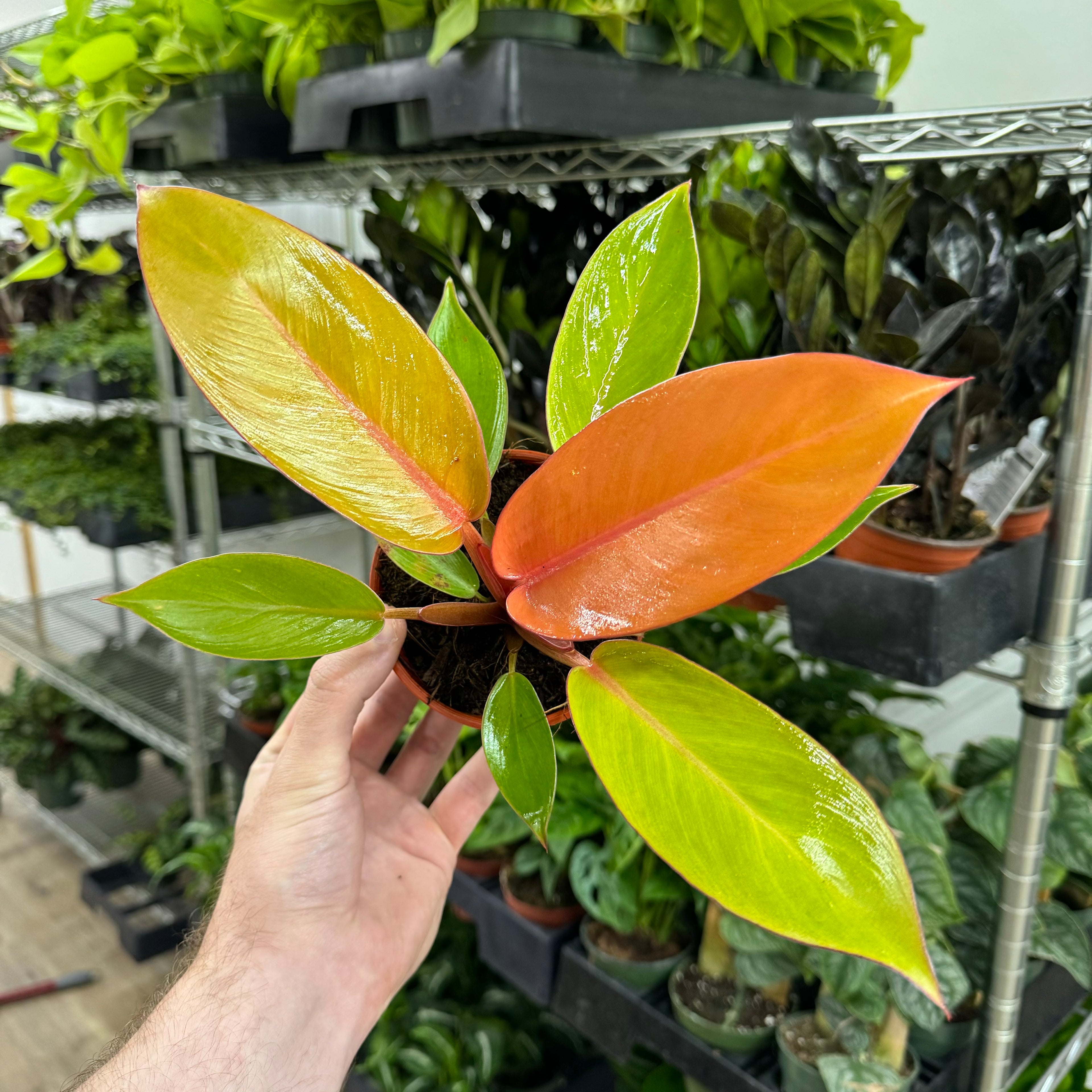 Philodendron Tangerine