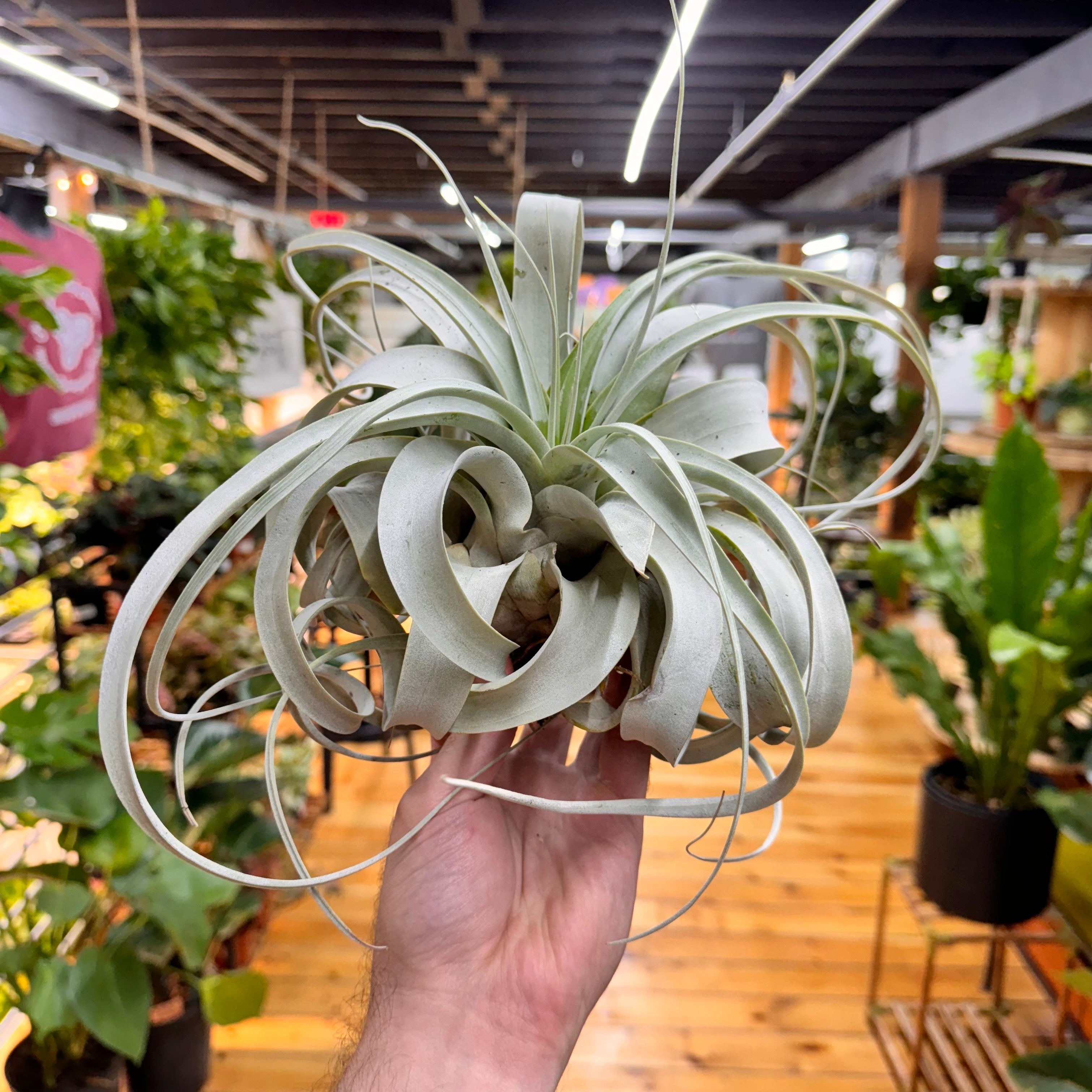 Xerographica Tillandsia Air Plant