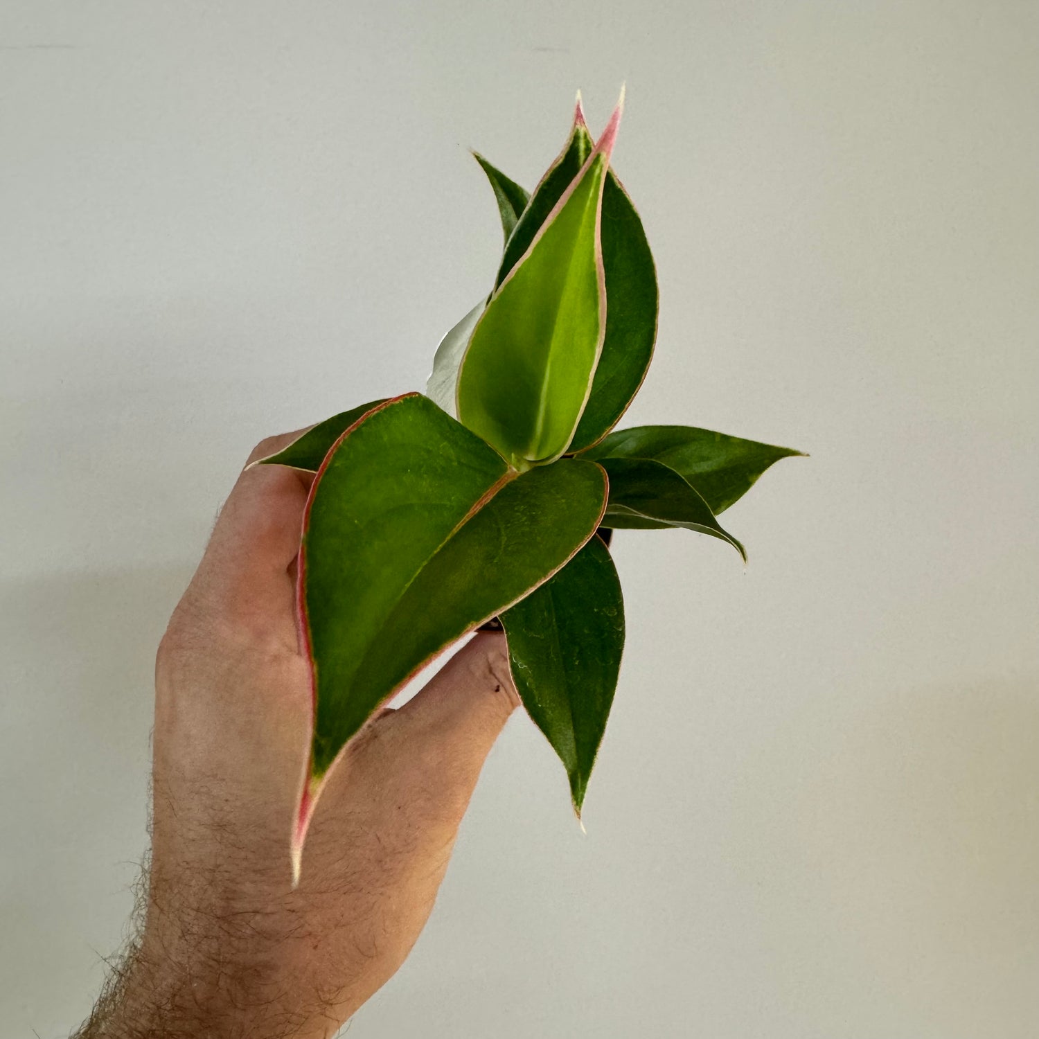 Aglaonema Sappire