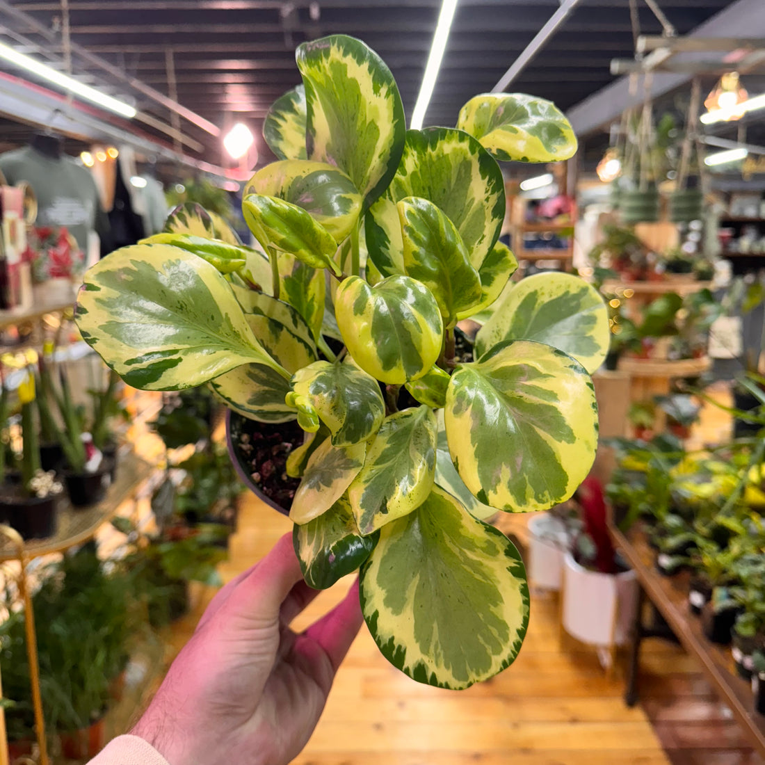 Peperomia Golden Gate