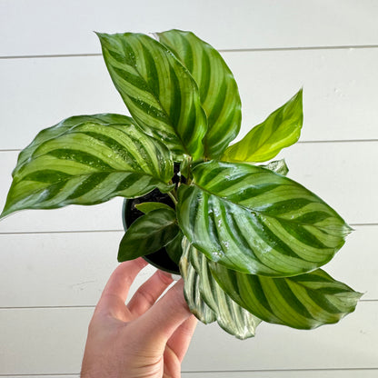 Calathea Freddie