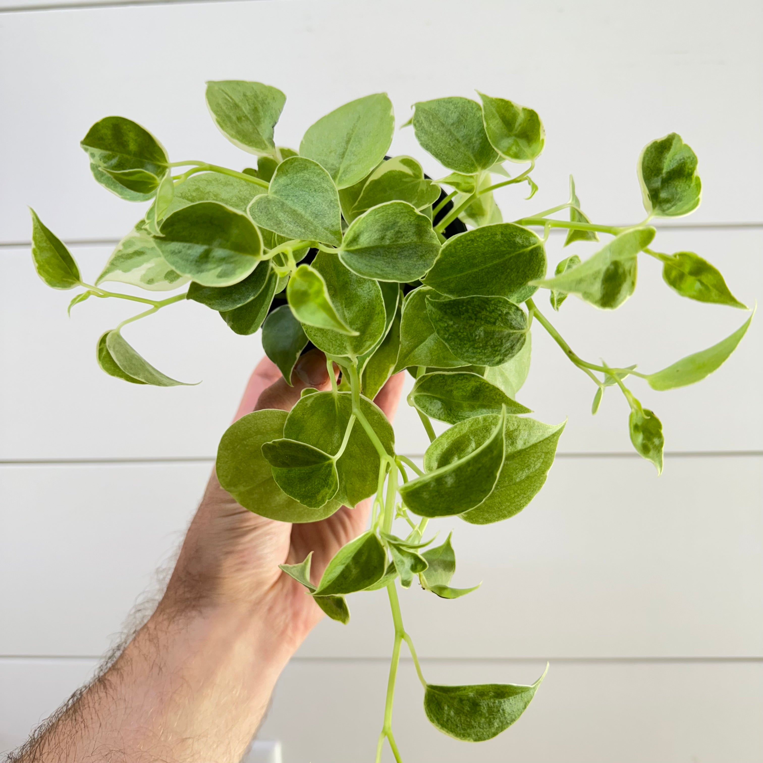 Peperomia Cupid