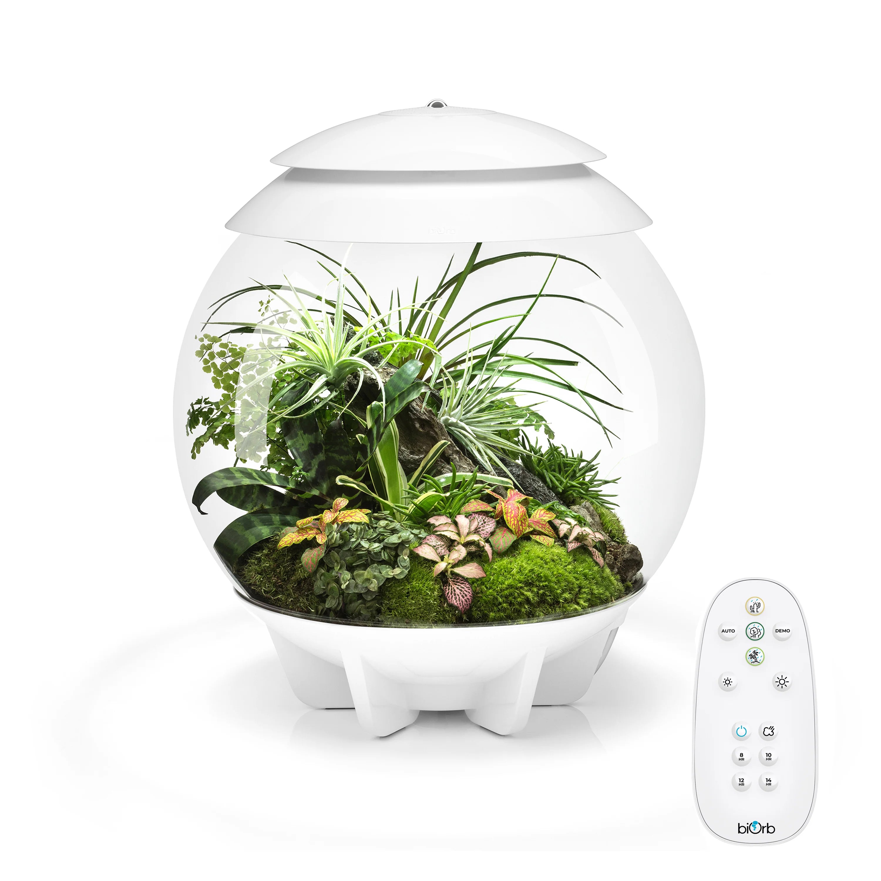 biOrb AIR 30 Terrarium