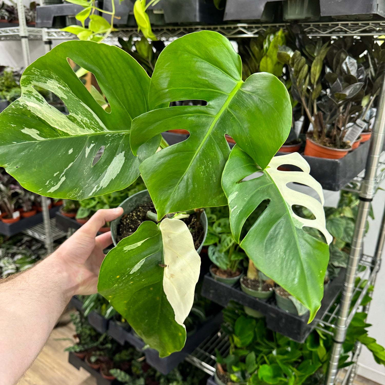 Monstera Albo