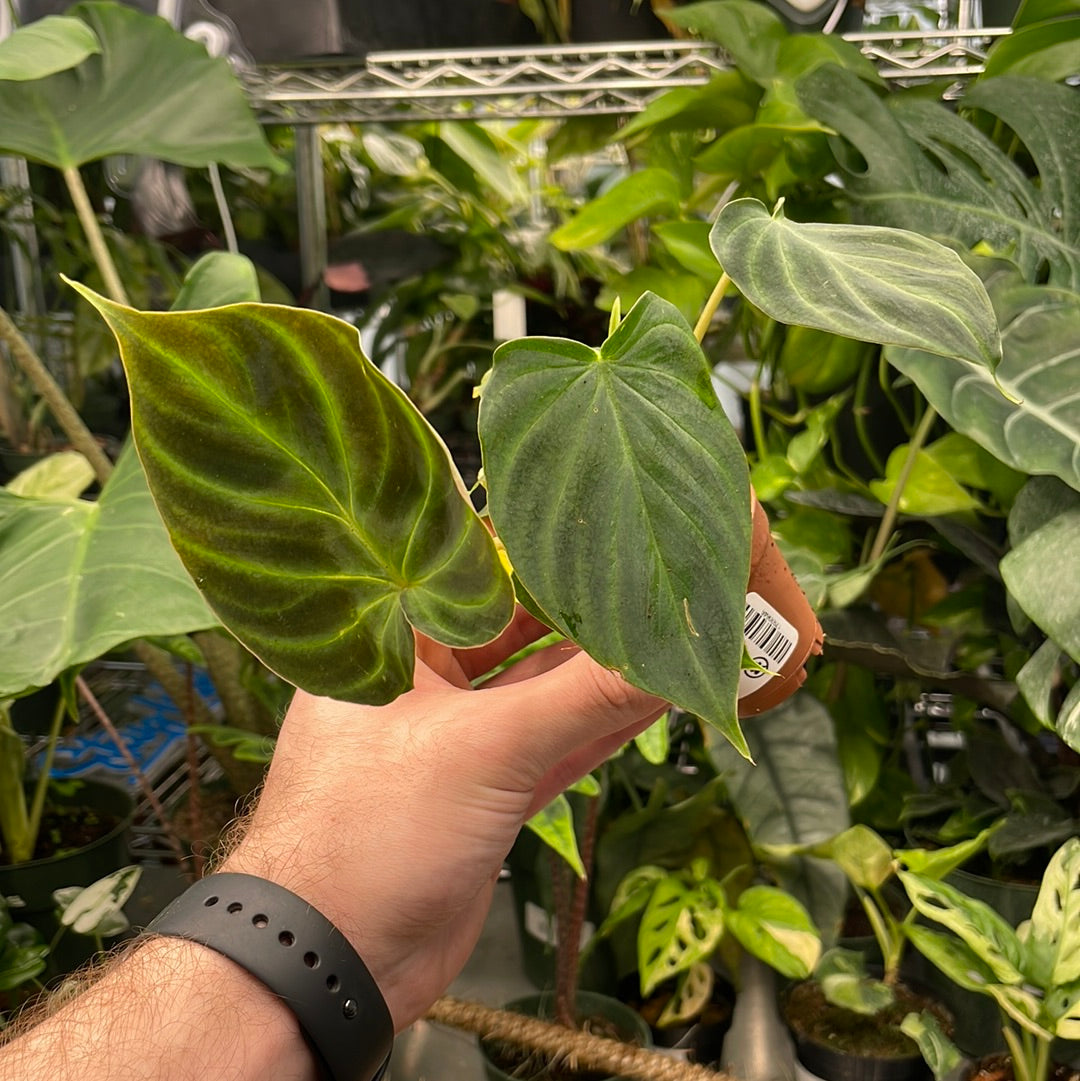 Philodendron Verrucosum