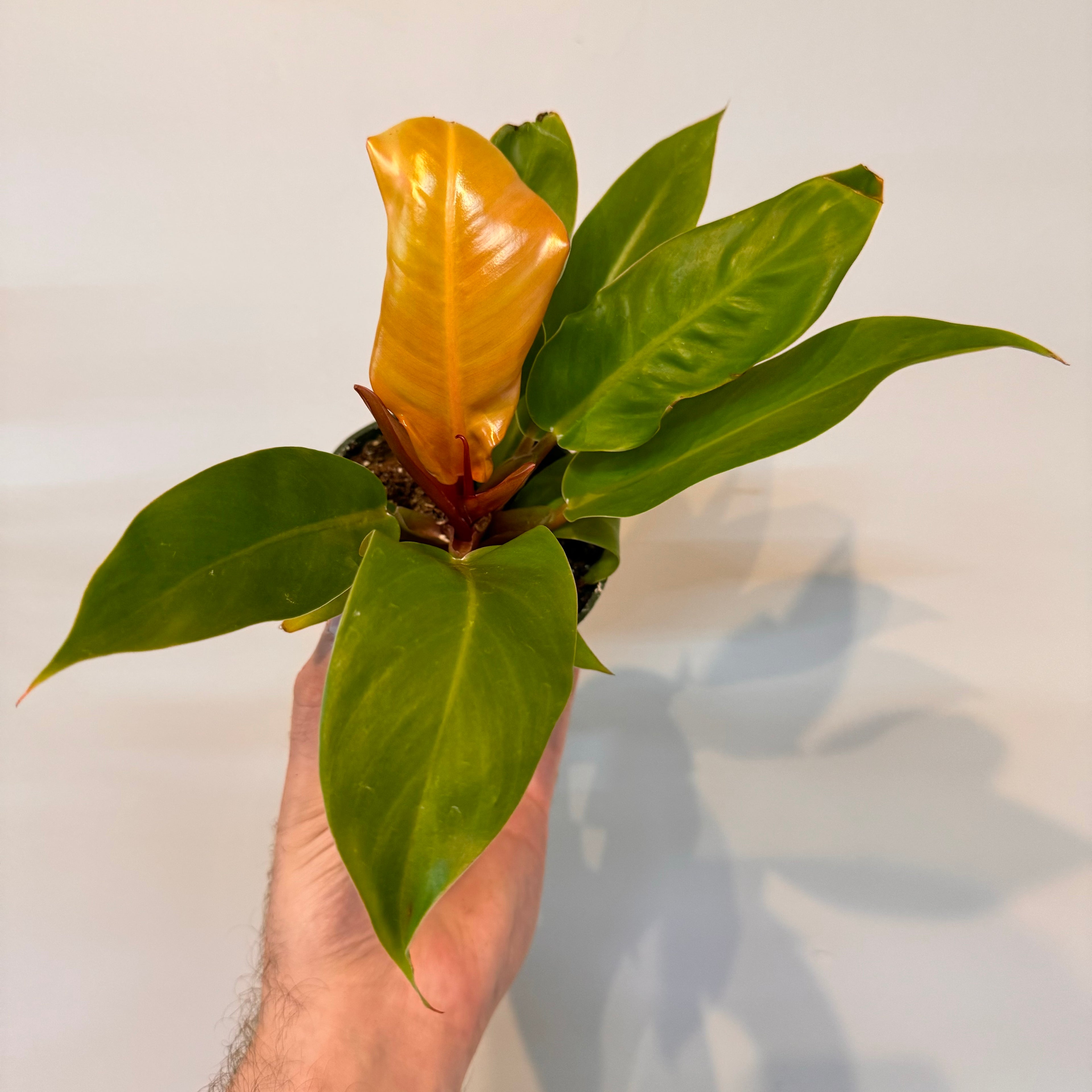 Philodendron Prince of Orange