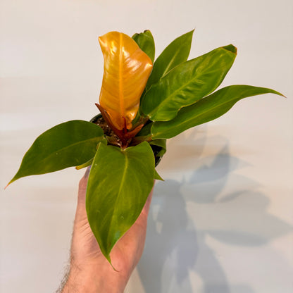 Philodendron Prince of Orange