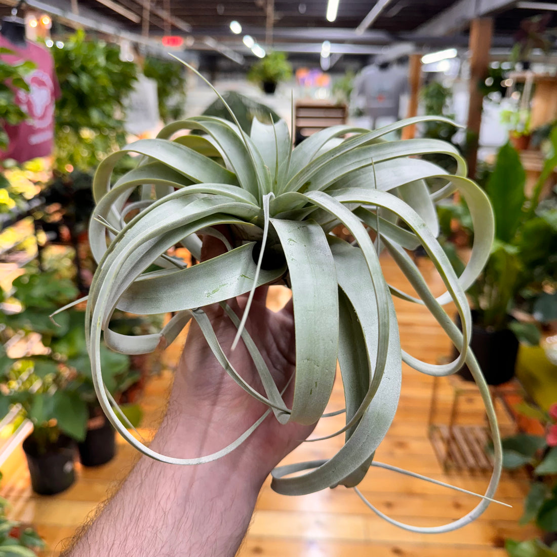 Xerographica Tillandsia Air Plant