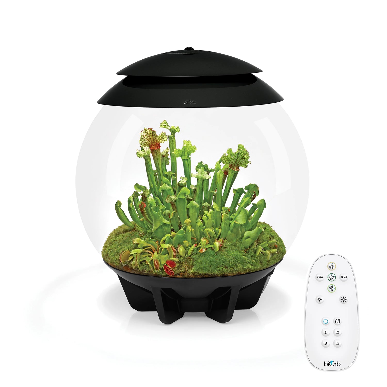 biOrb AIR 30 Terrarium