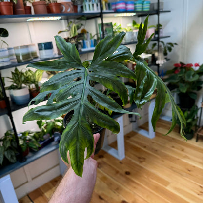 Alocasia Brancifolia