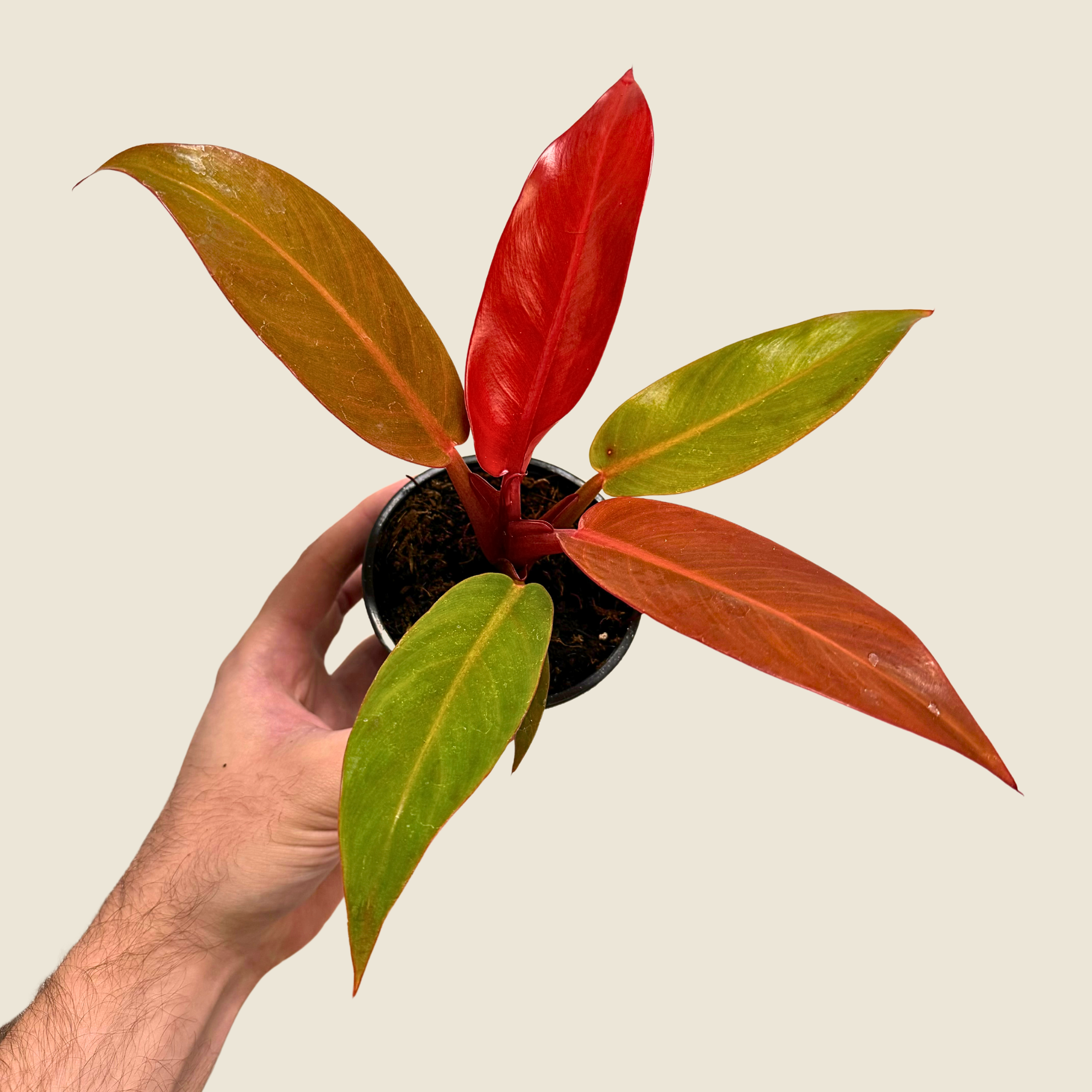 Philodendron Sun Red