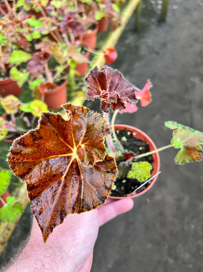 Begonia Peter Piper