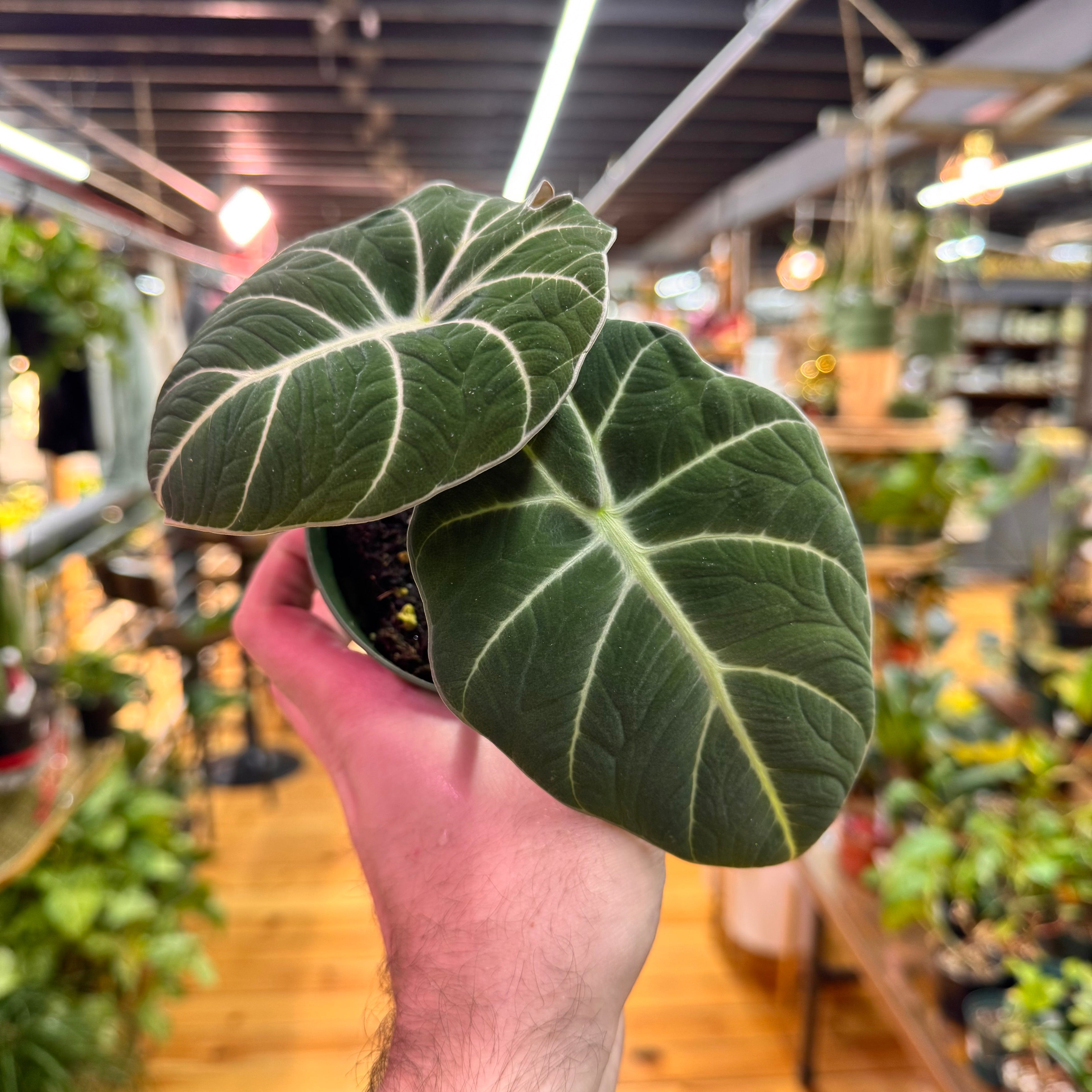 Alocasia Black Velvet