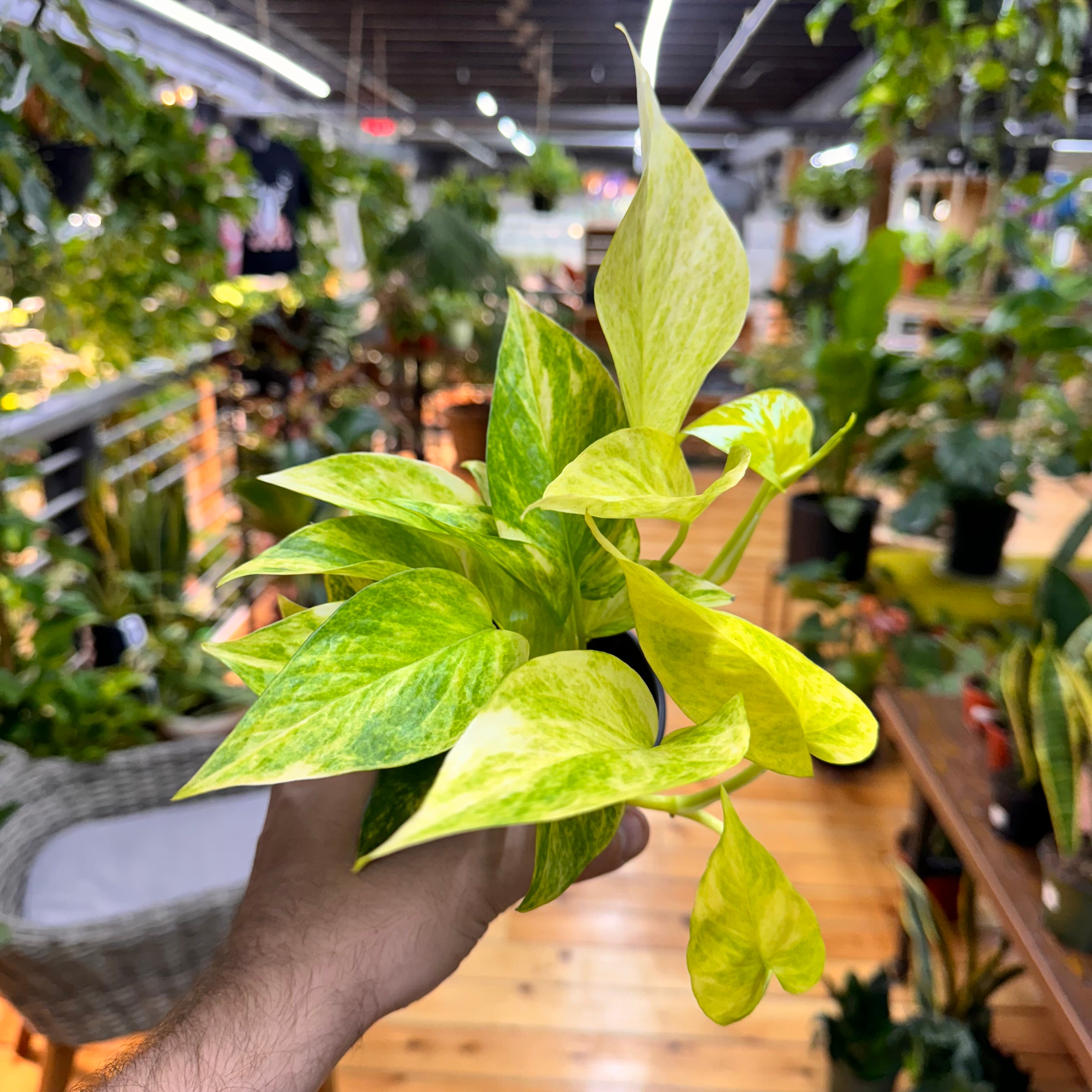 Pothos Neon Queen