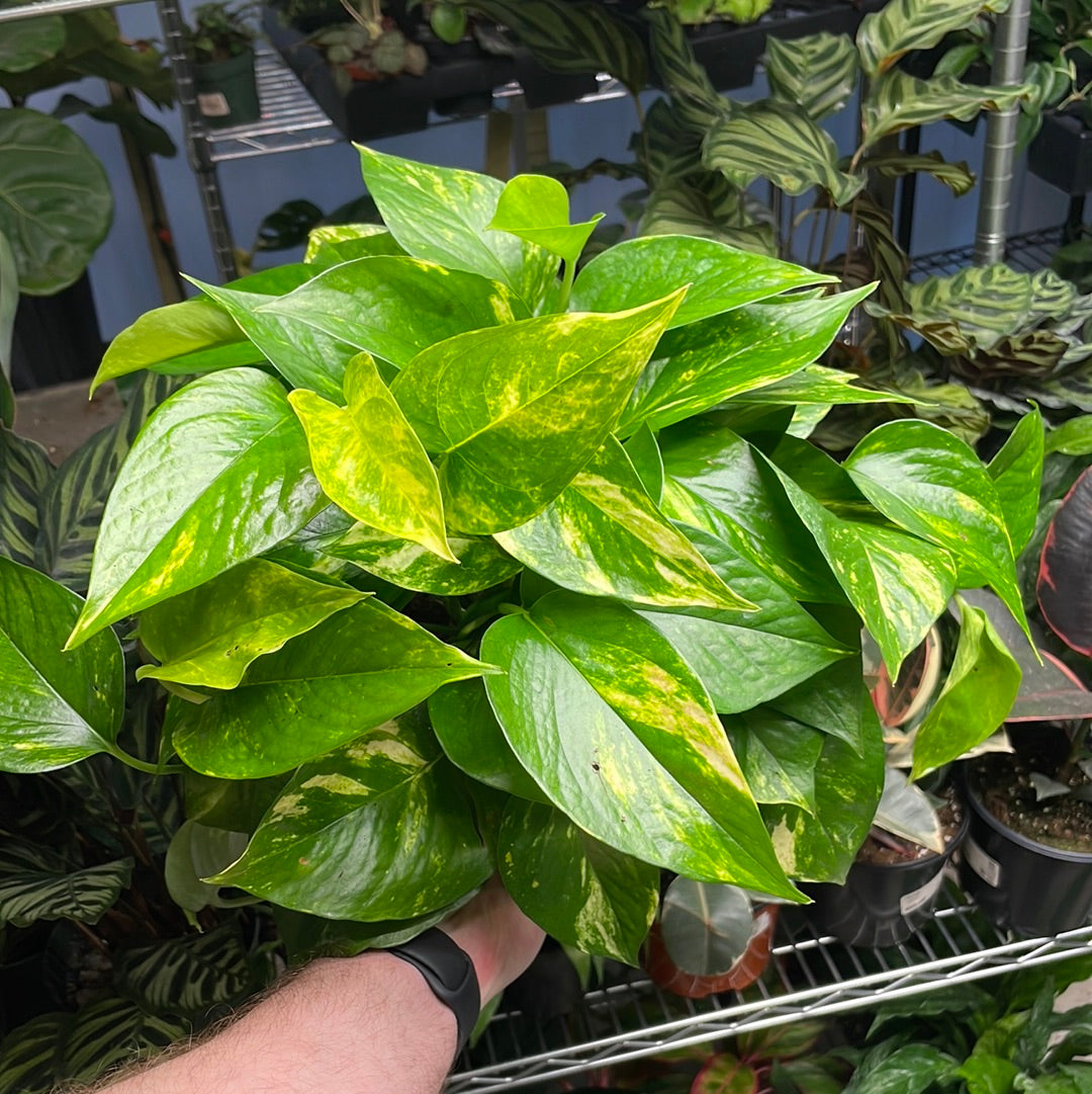 Pothos Golden