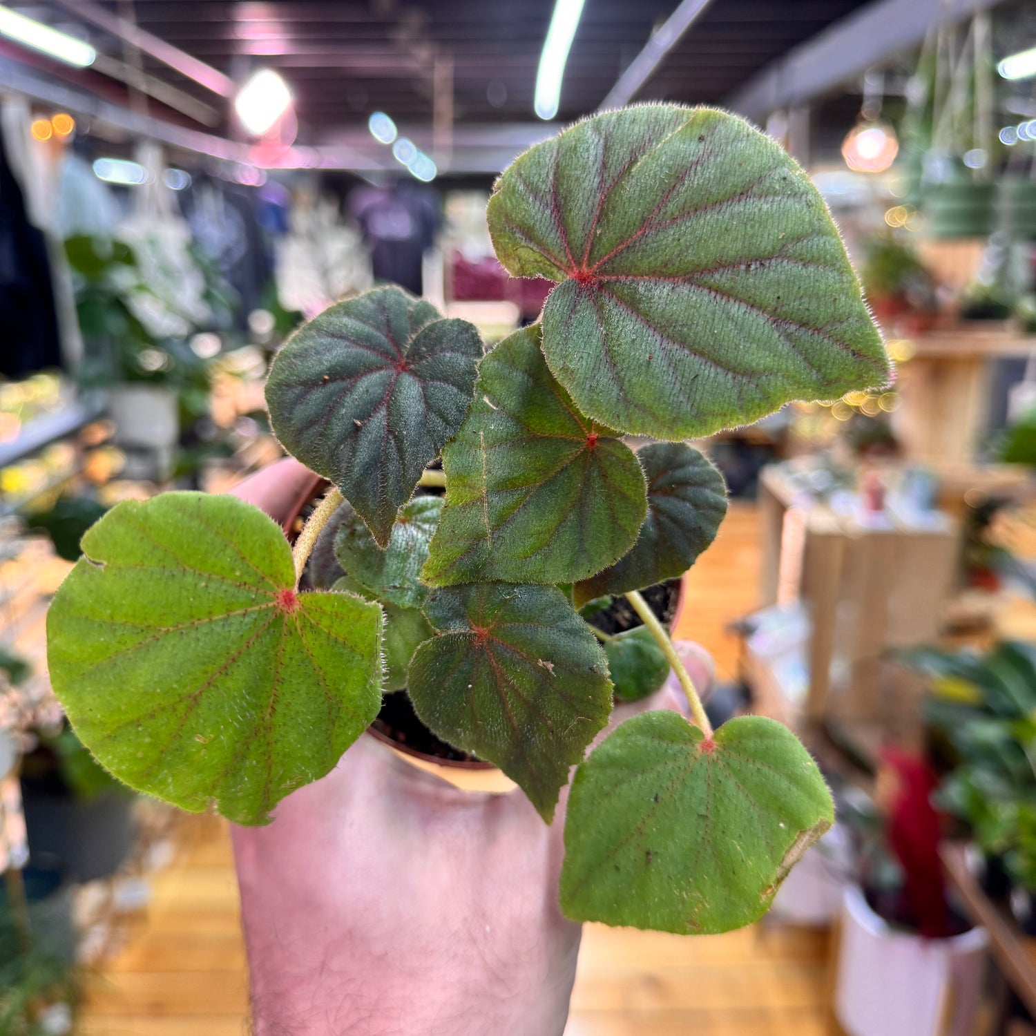 Begonia Sericoneura var. Lindleyana